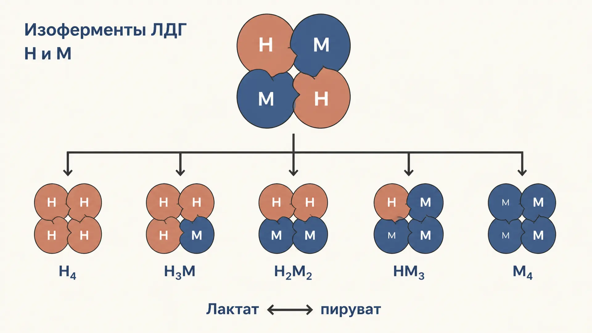 Изоферменты ЛДГ: формы, функции и диагностика