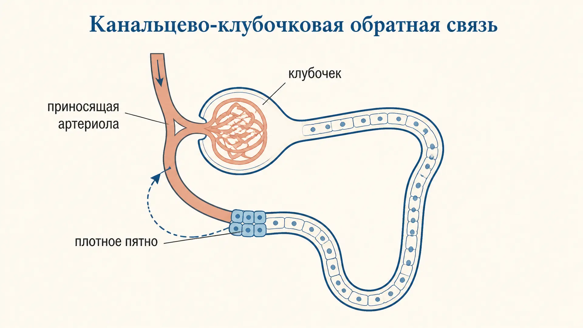 Канальцево-клубочковая обратная связь: как почка держит СКФ