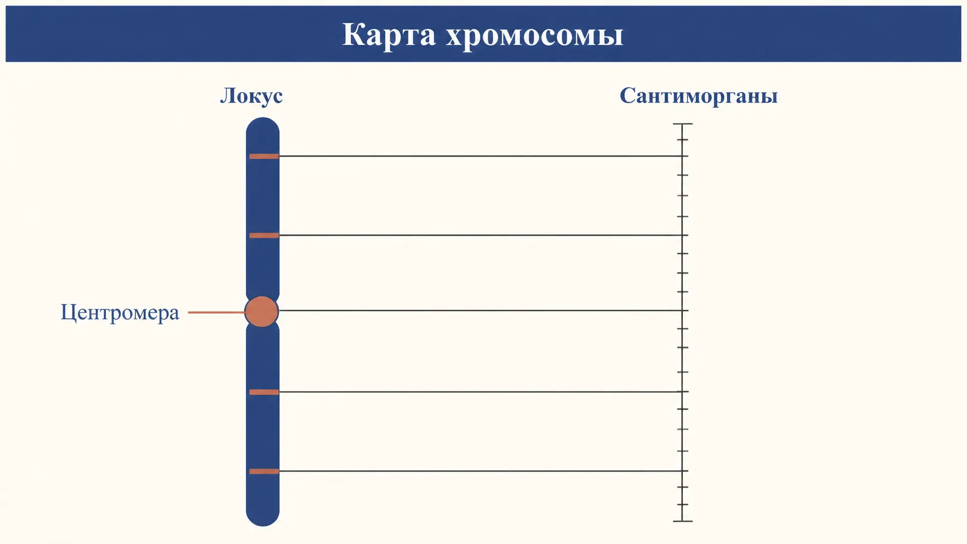 Карты хромосом: как их строят и как читать локус