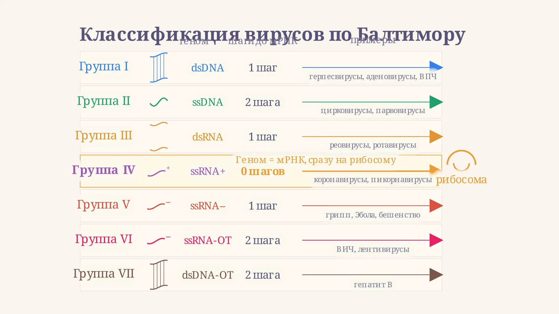 Классификация вирусов по Балтимору: 7 групп