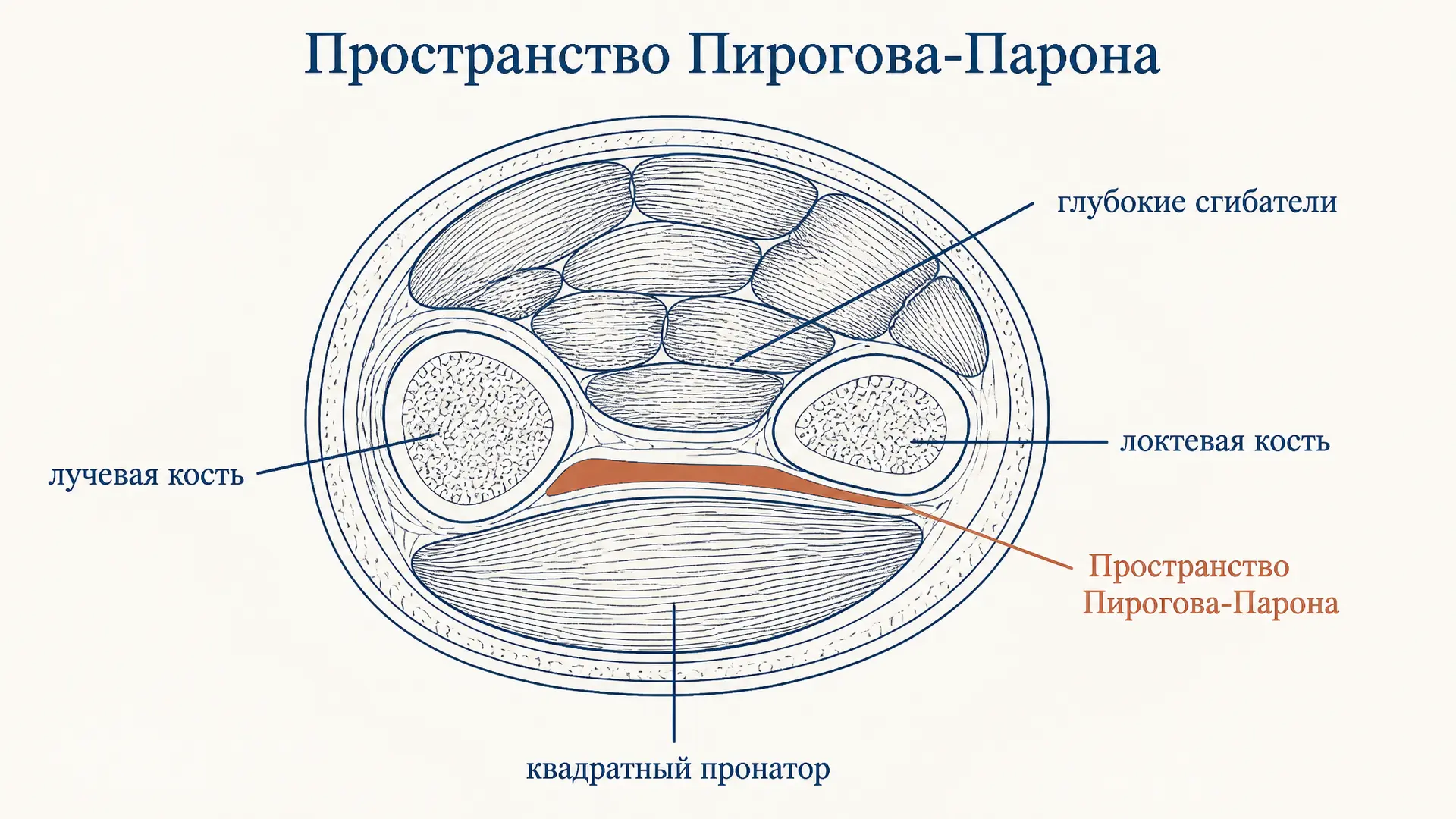 Клетчаточное пространство Пирогова-Парона: границы и клиника