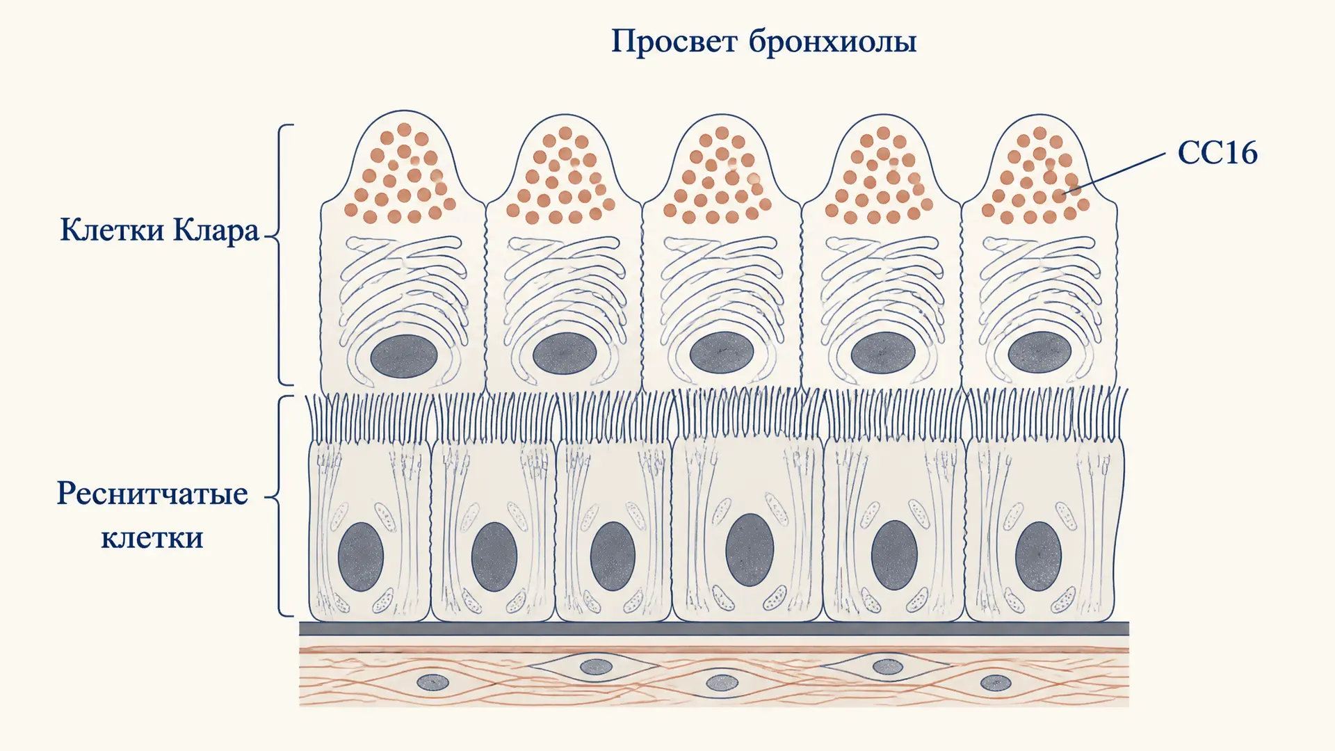 Клетки Клара: функции и роль в эпителии бронхиол