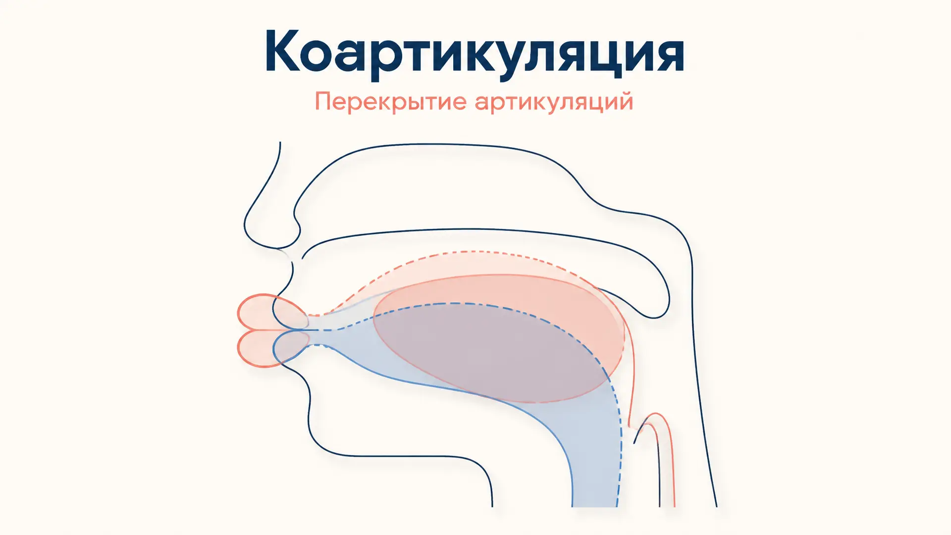 Коартикуляция: как звуки влияют друг на друга