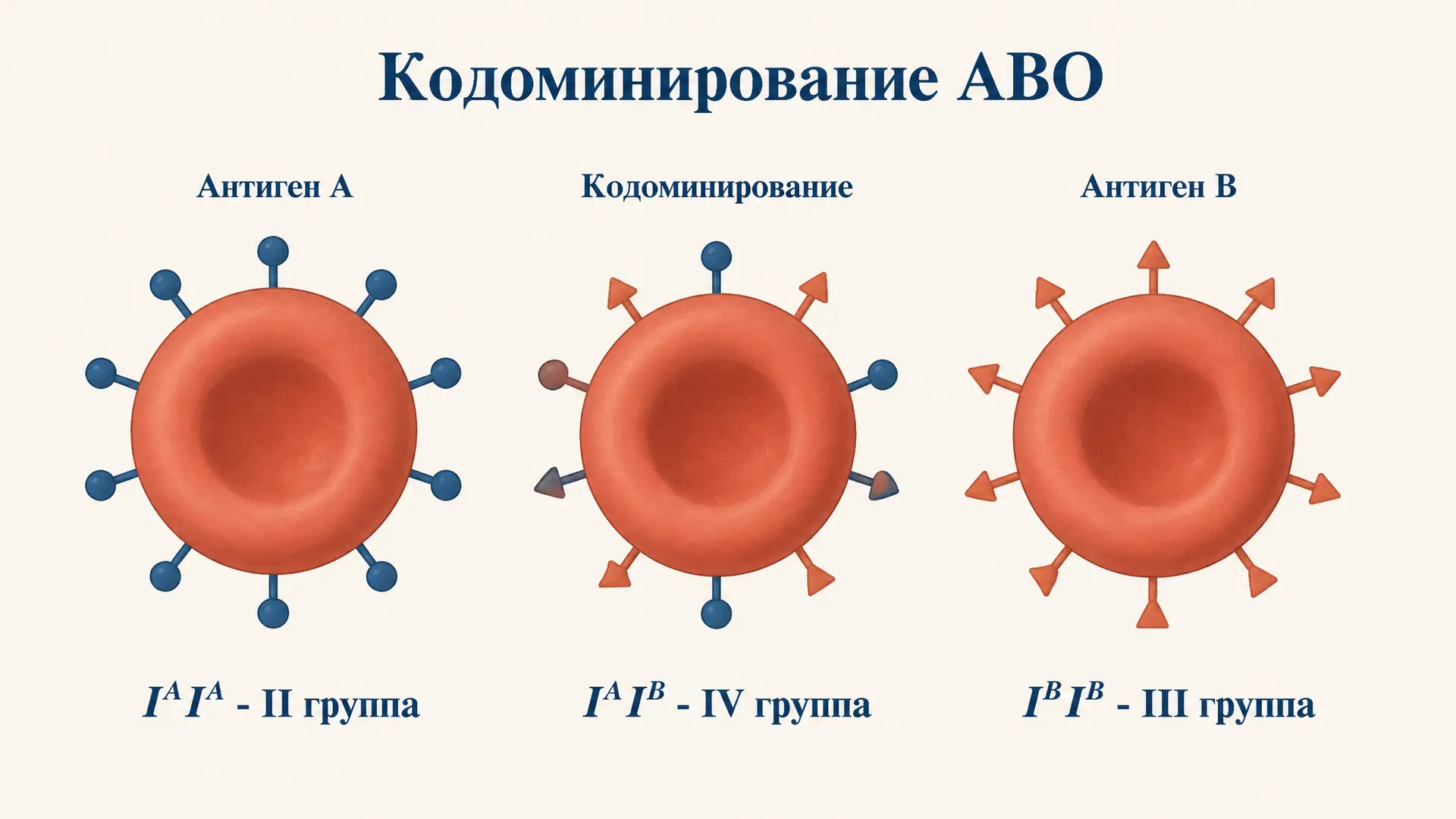 Кодоминирование: наследование групп крови системы ABO