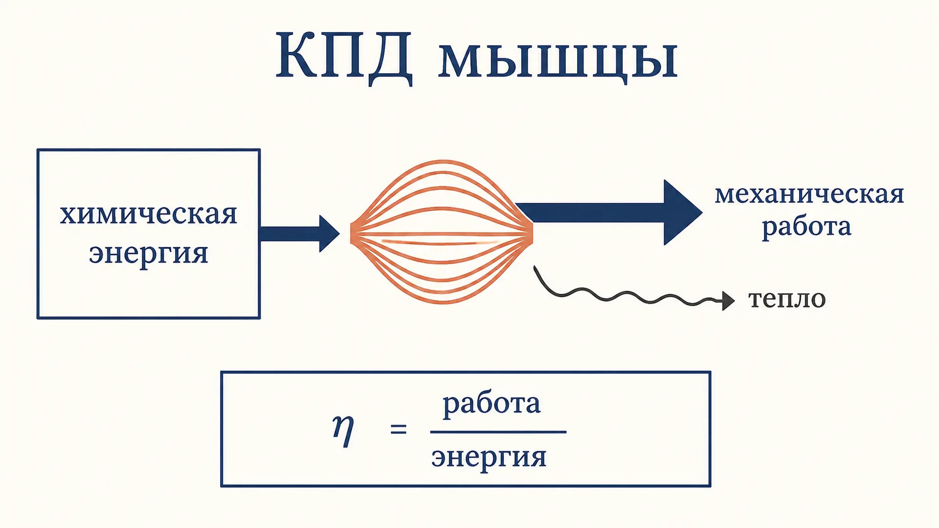 Коэффициент полезного действия мышцы: как считать КПД