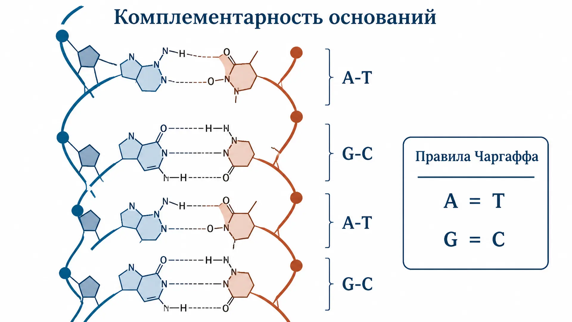 Комплементарность оснований: правила Чаргаффа