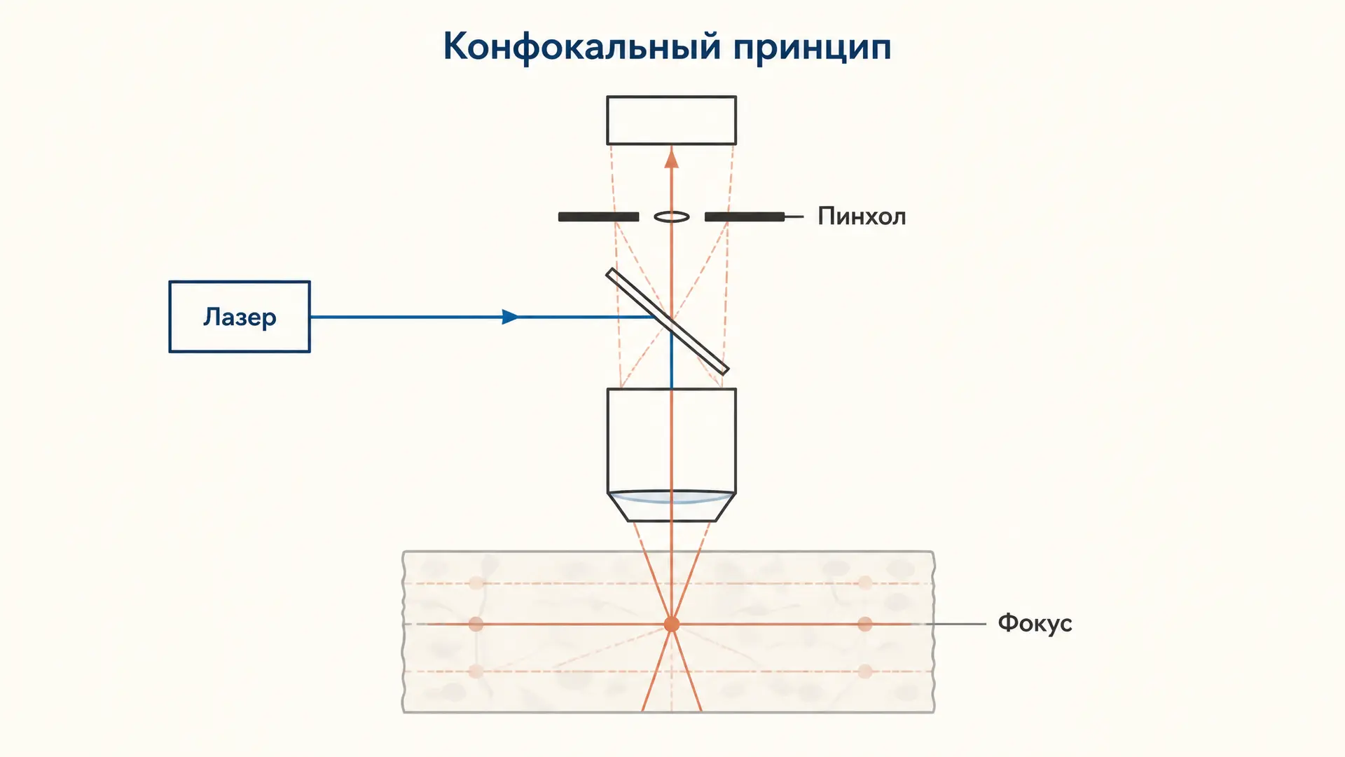 Конфокальная микроскопия: принцип и оптические срезы