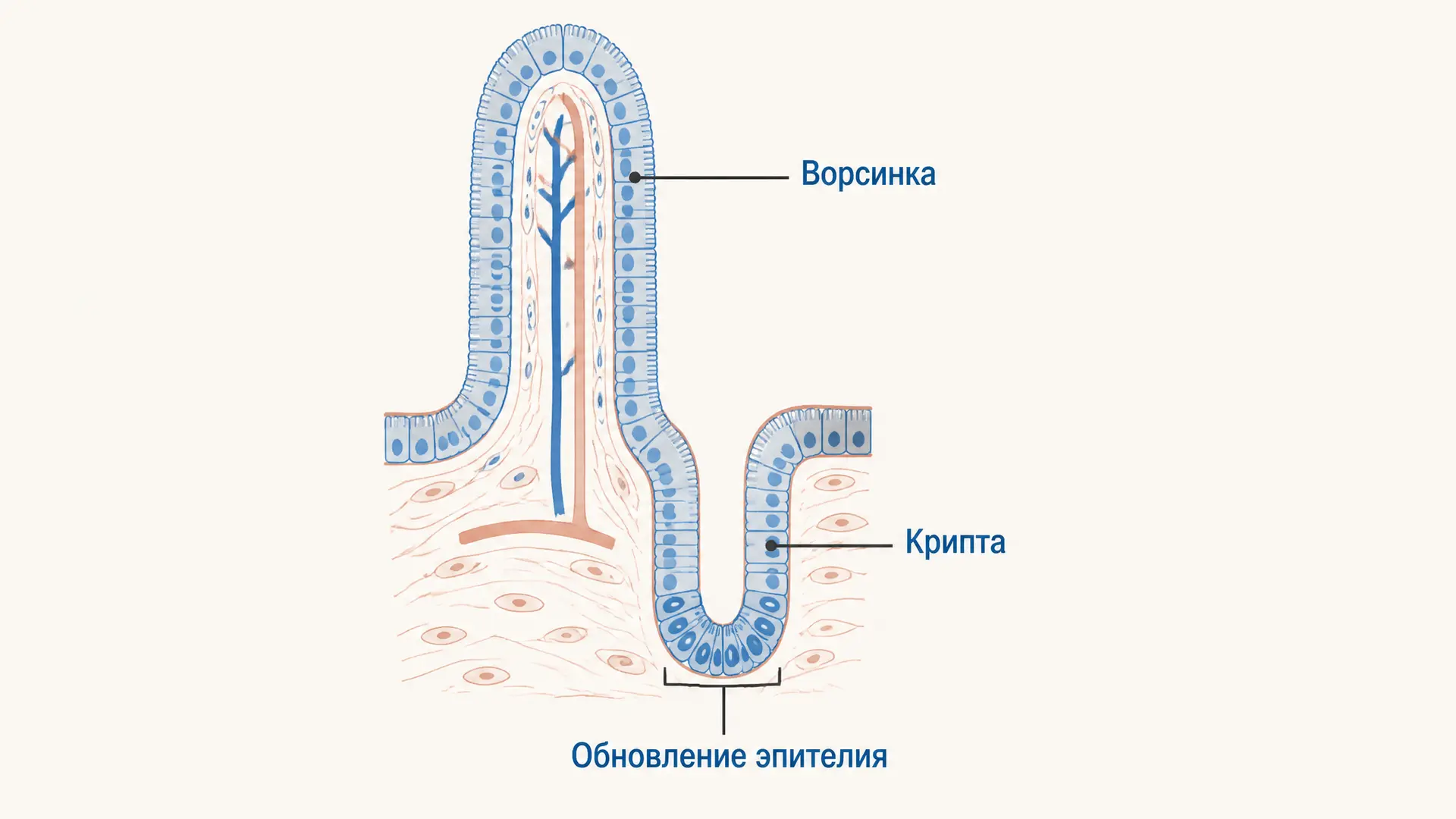 Крипты тонкой кишки: клетки, обновление и функции