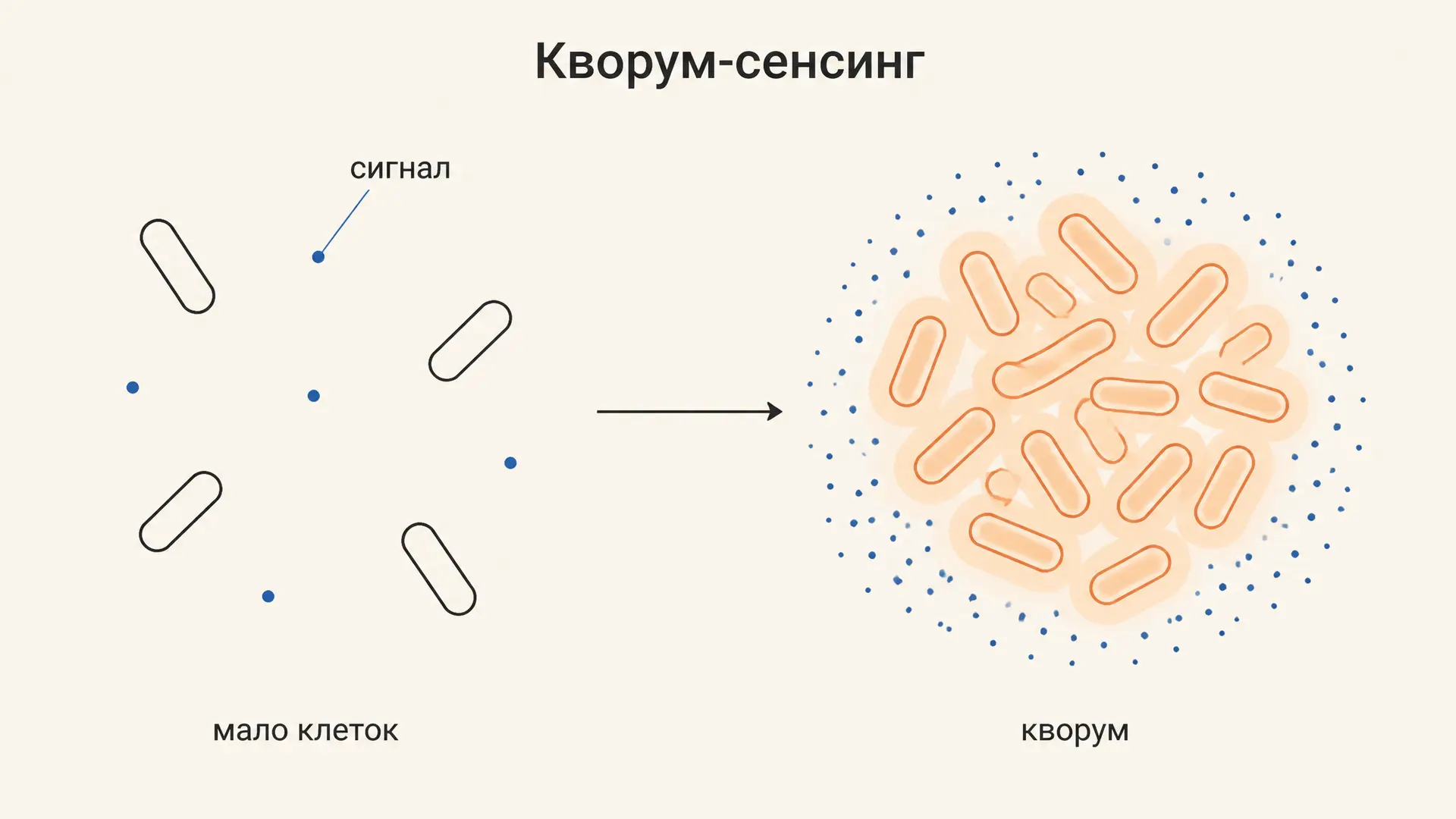 Кворум-сенсинг бактерий: как клетки считают соседей
