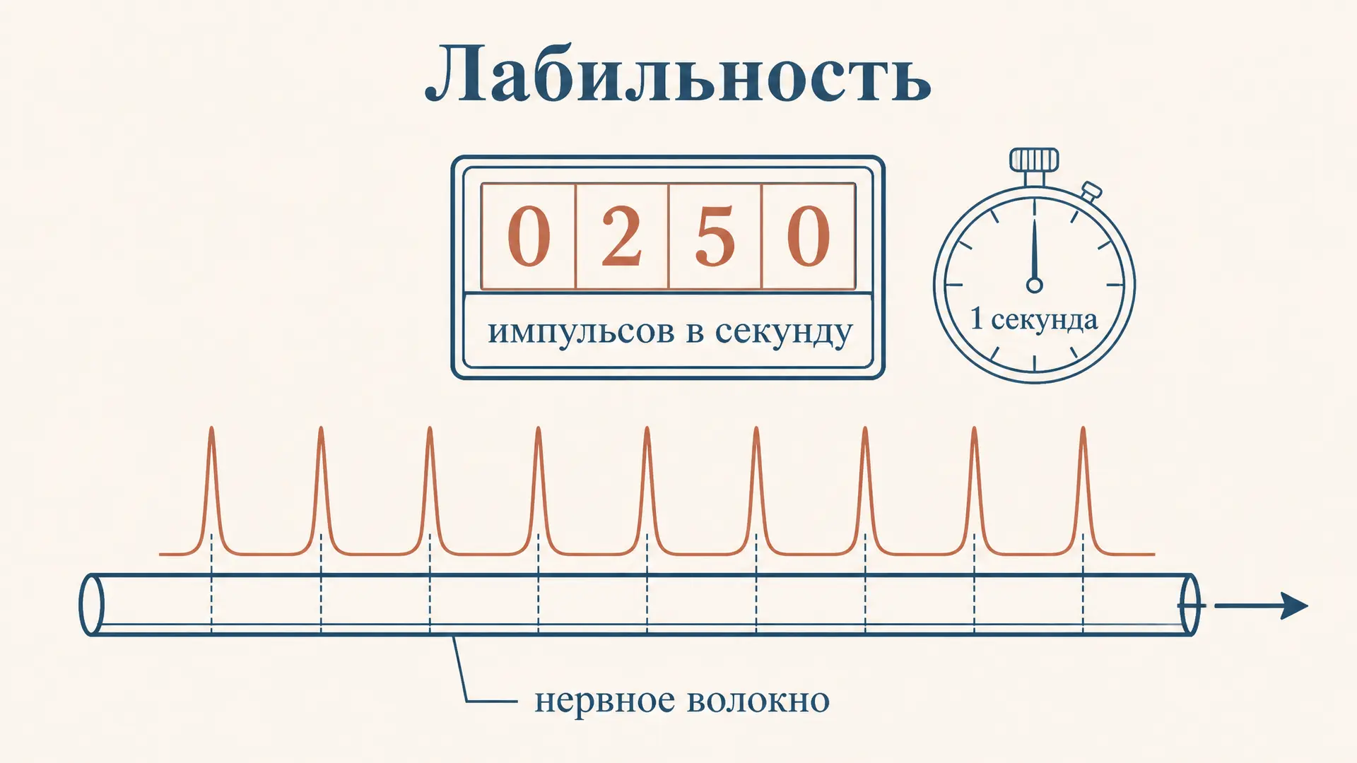 Лабильность Введенского: что это и как считать