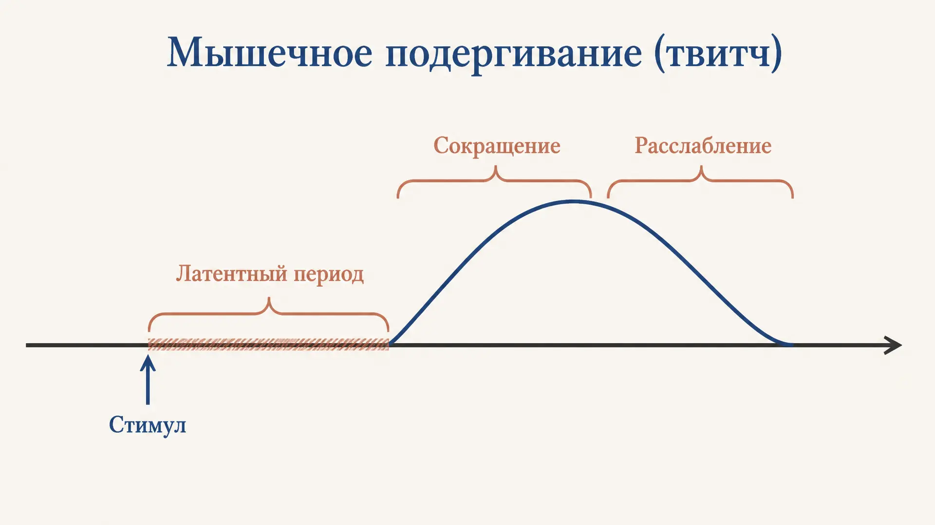 Латентный период сокращения мышцы: что это и сколько длится