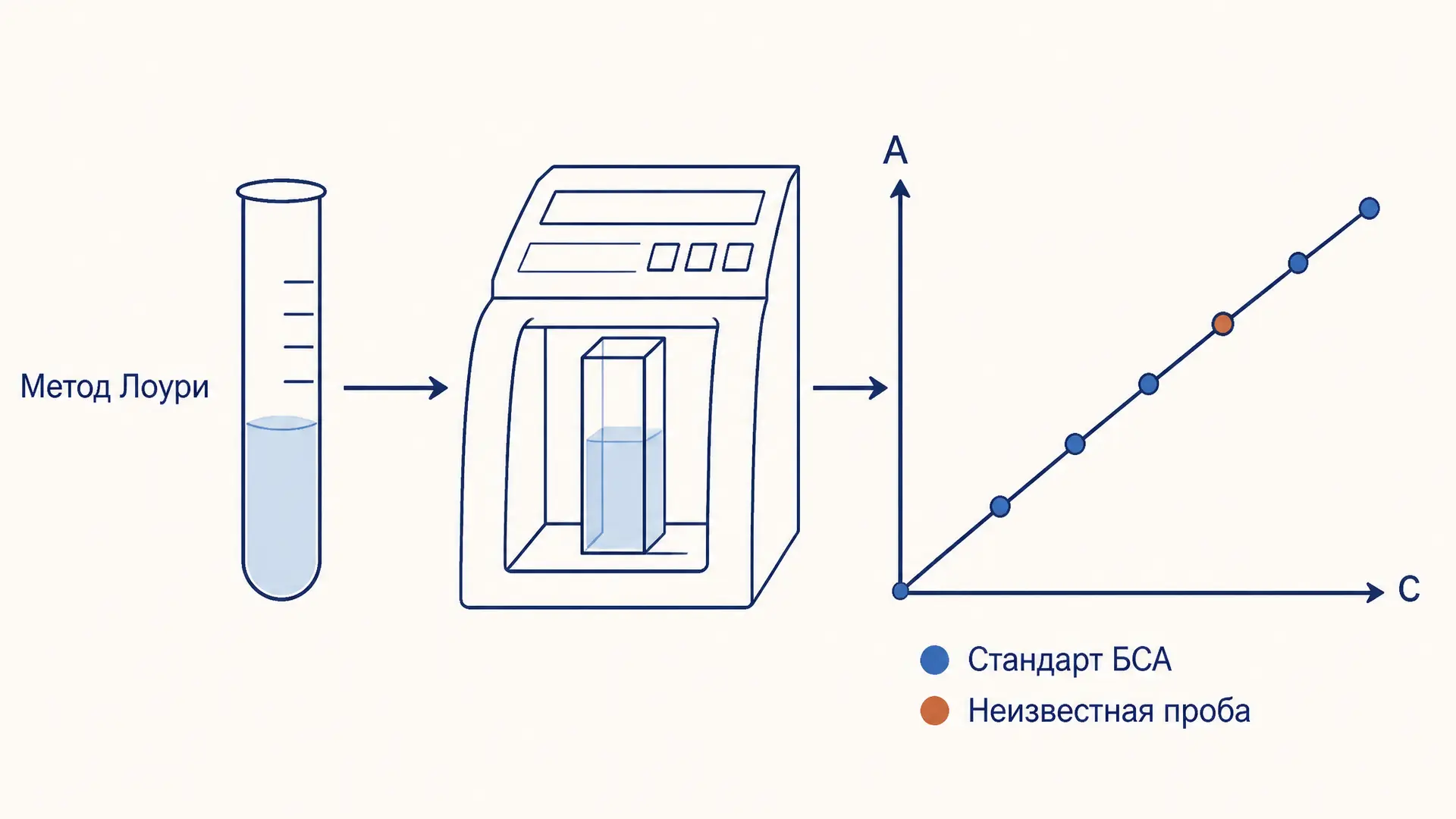 Метод Лоури: определение белка по калибровке