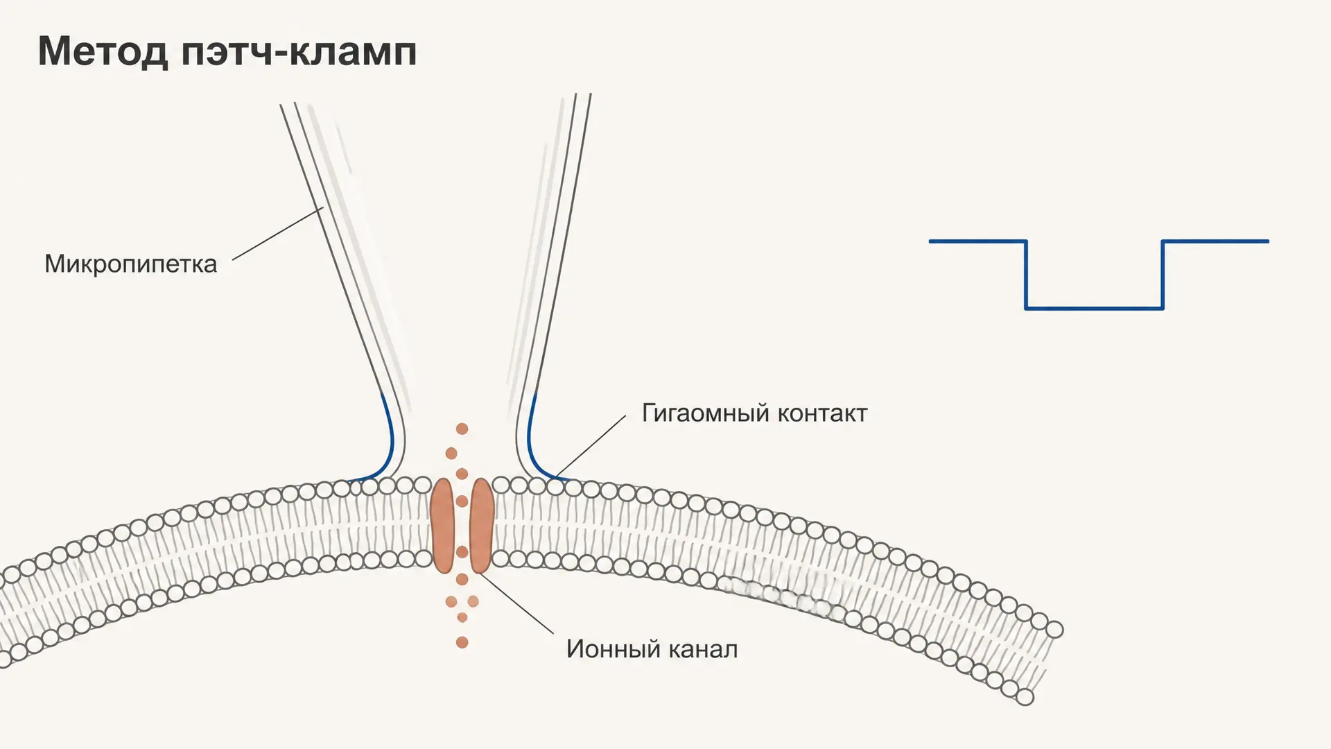 Метод пэтч-кламп: как записать ток одного ионного канала