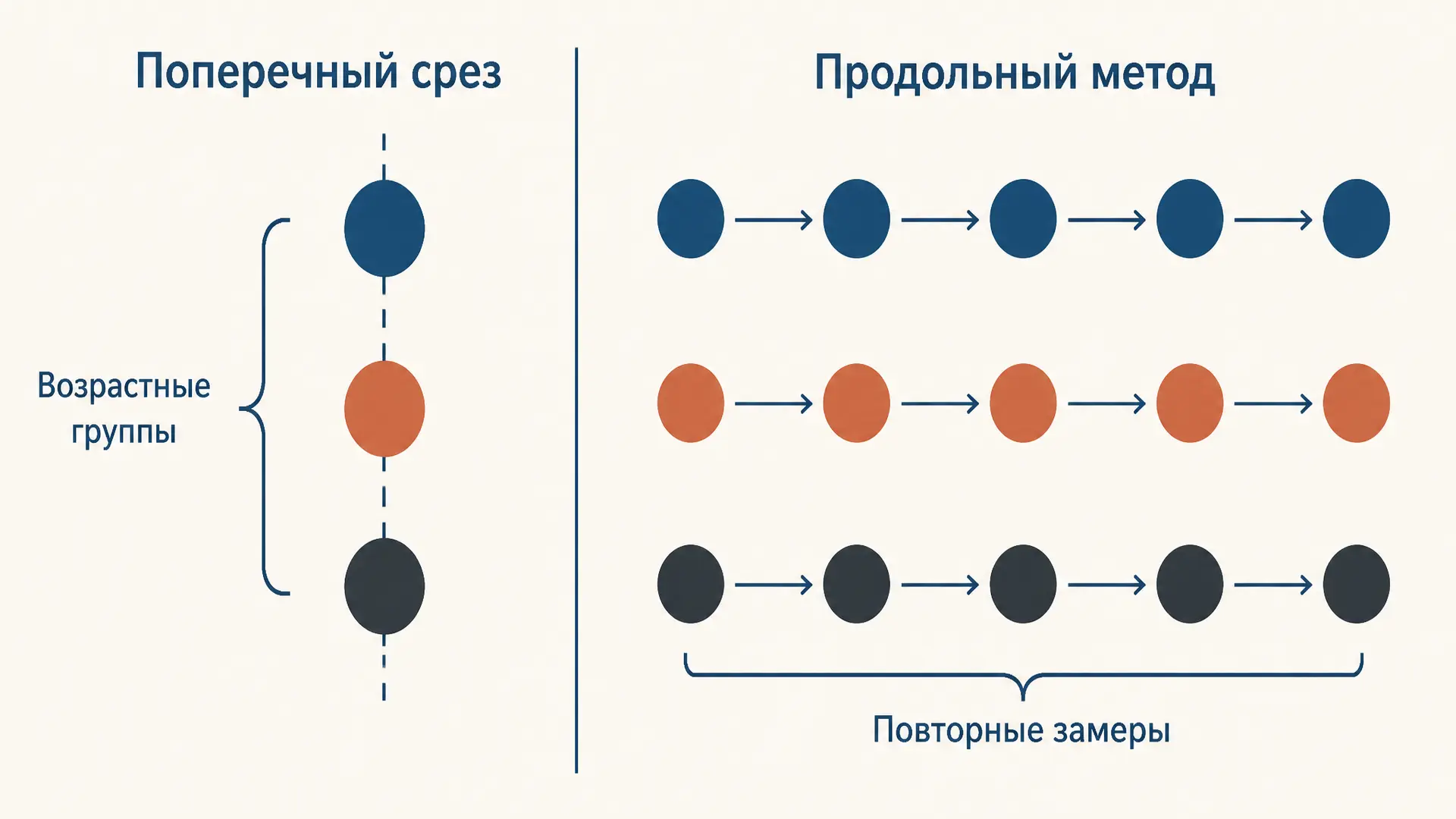 Поперечные и продольные срезы: методы исследования