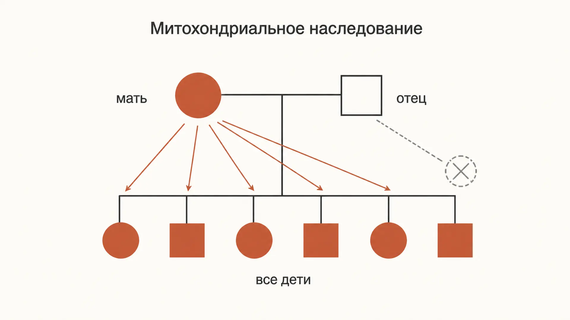 Митохондриальное наследование: гетероплазмия и порог