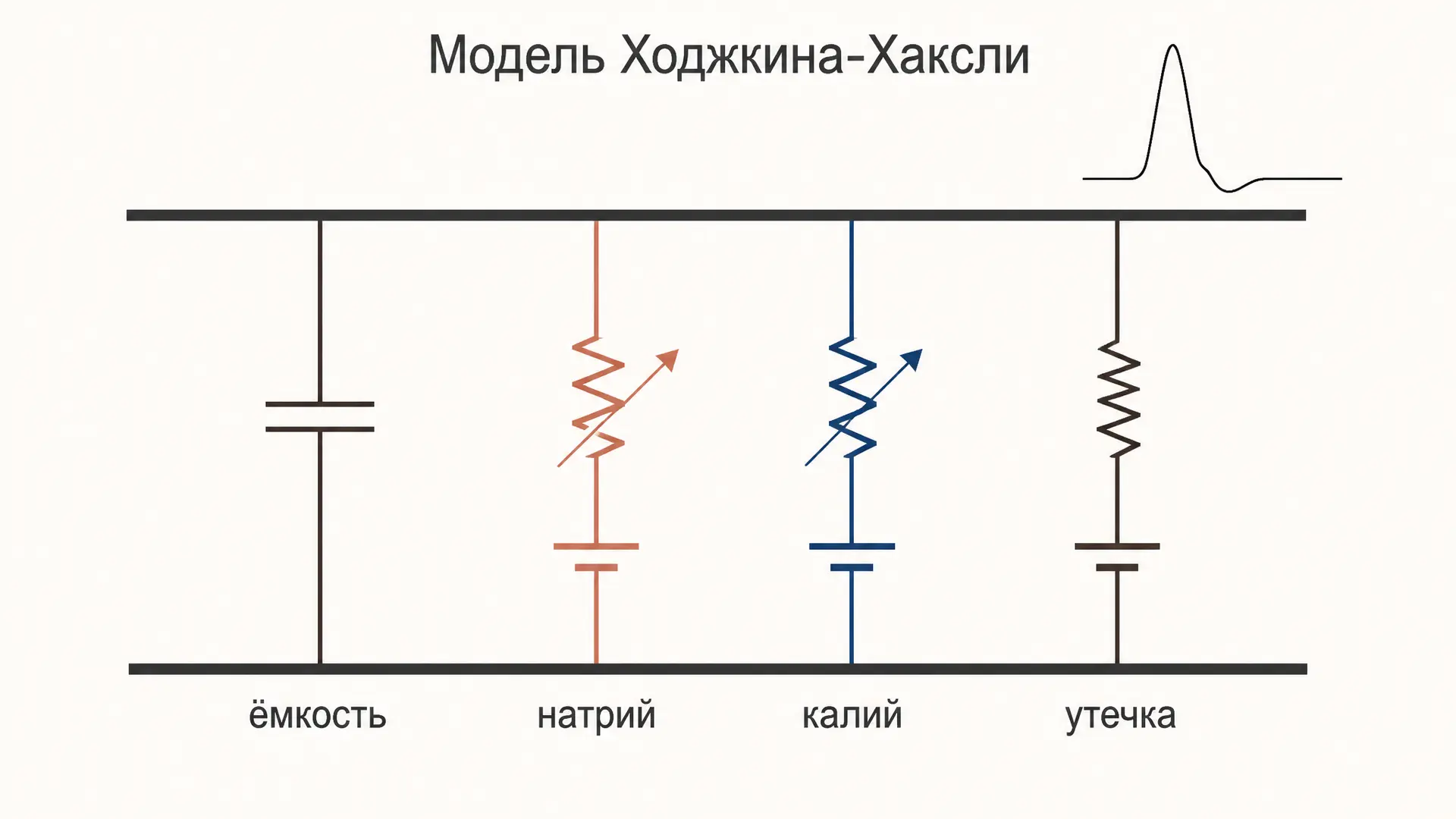 Модель Ходжкина-Хаксли: уравнения, схема и расчёт ПД