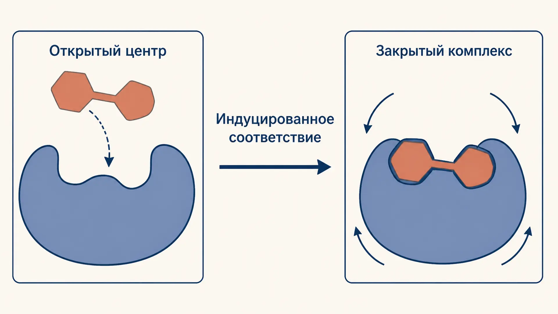 Модель Кошланда: индуцированное соответствие субстрата