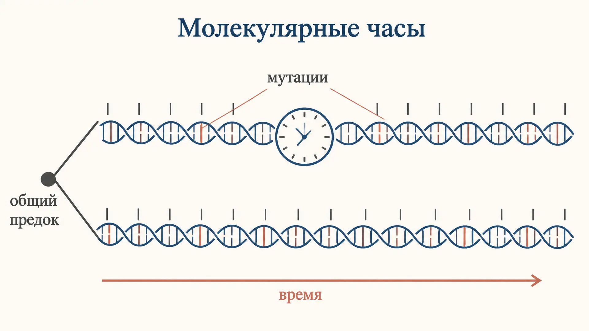 Молекулярные часы эволюции: как ДНК измеряет время