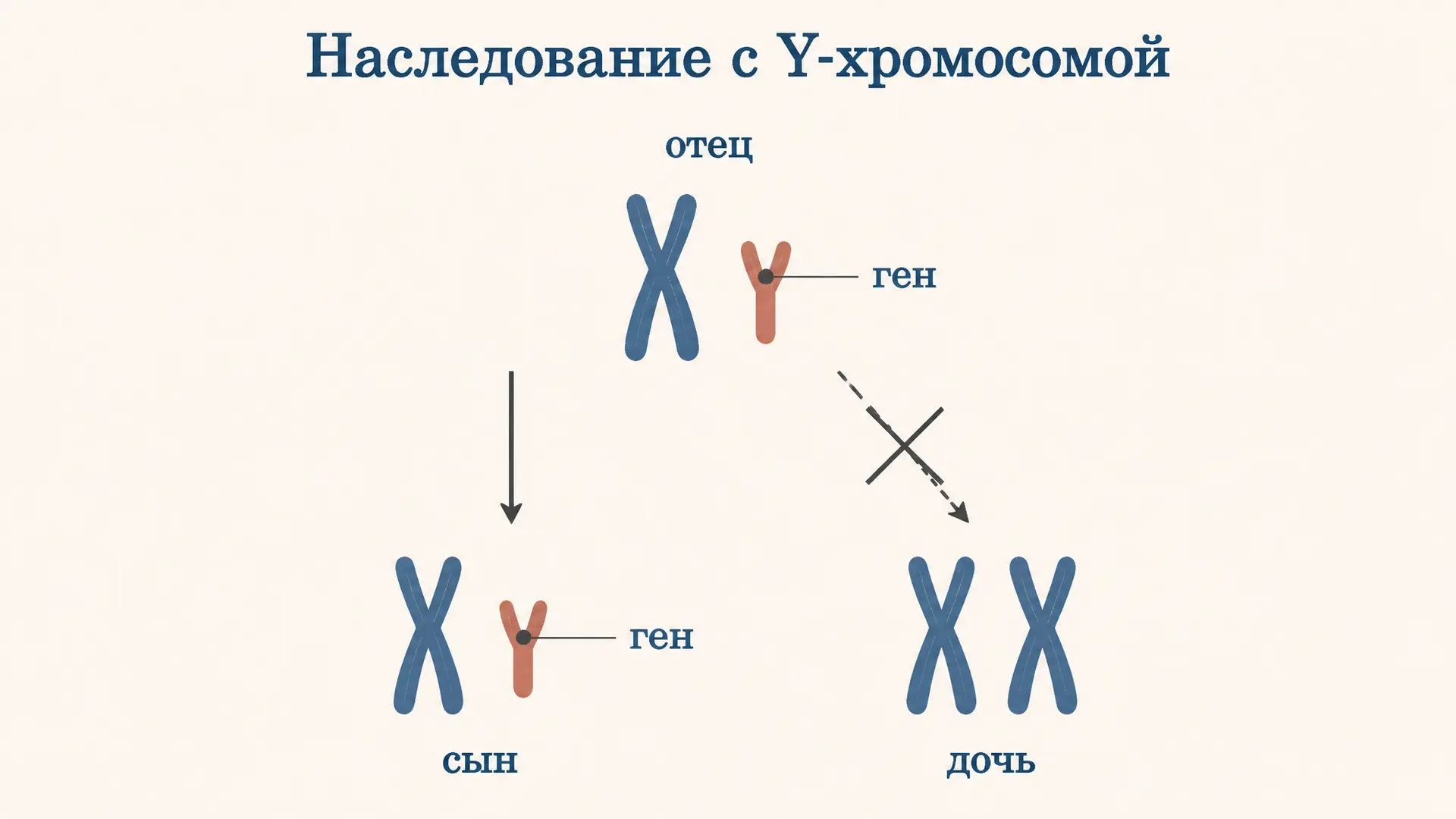 Наследование признаков сцепленных с Y-хромосомой: задачи