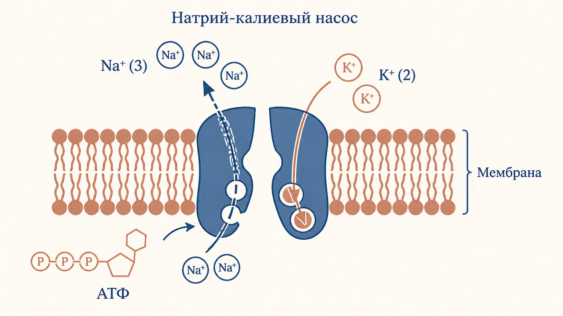 Натрий-калиевый насос АТФаза: механизм и значение