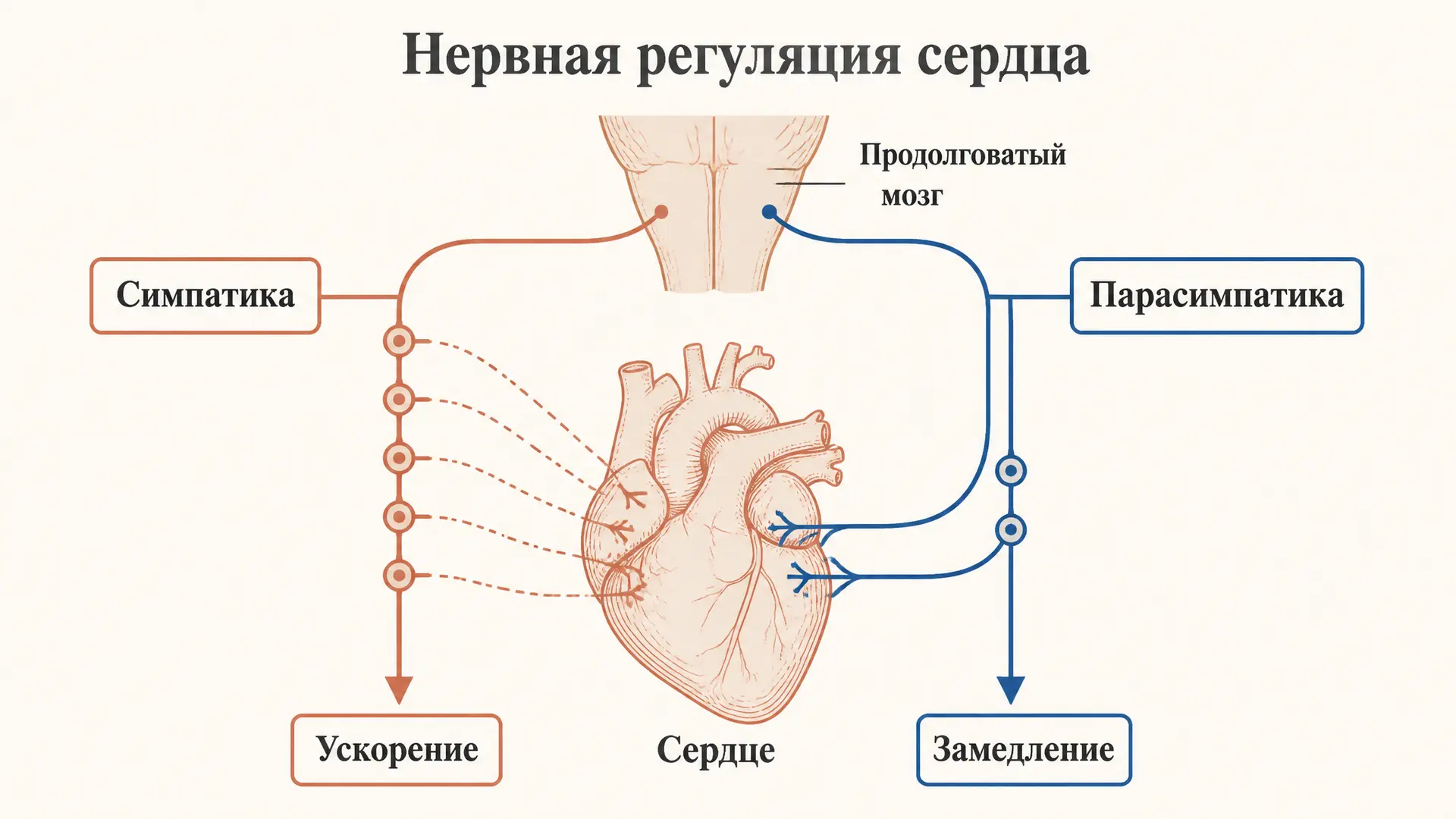 Нервная регуляция деятельности сердца: механизм
