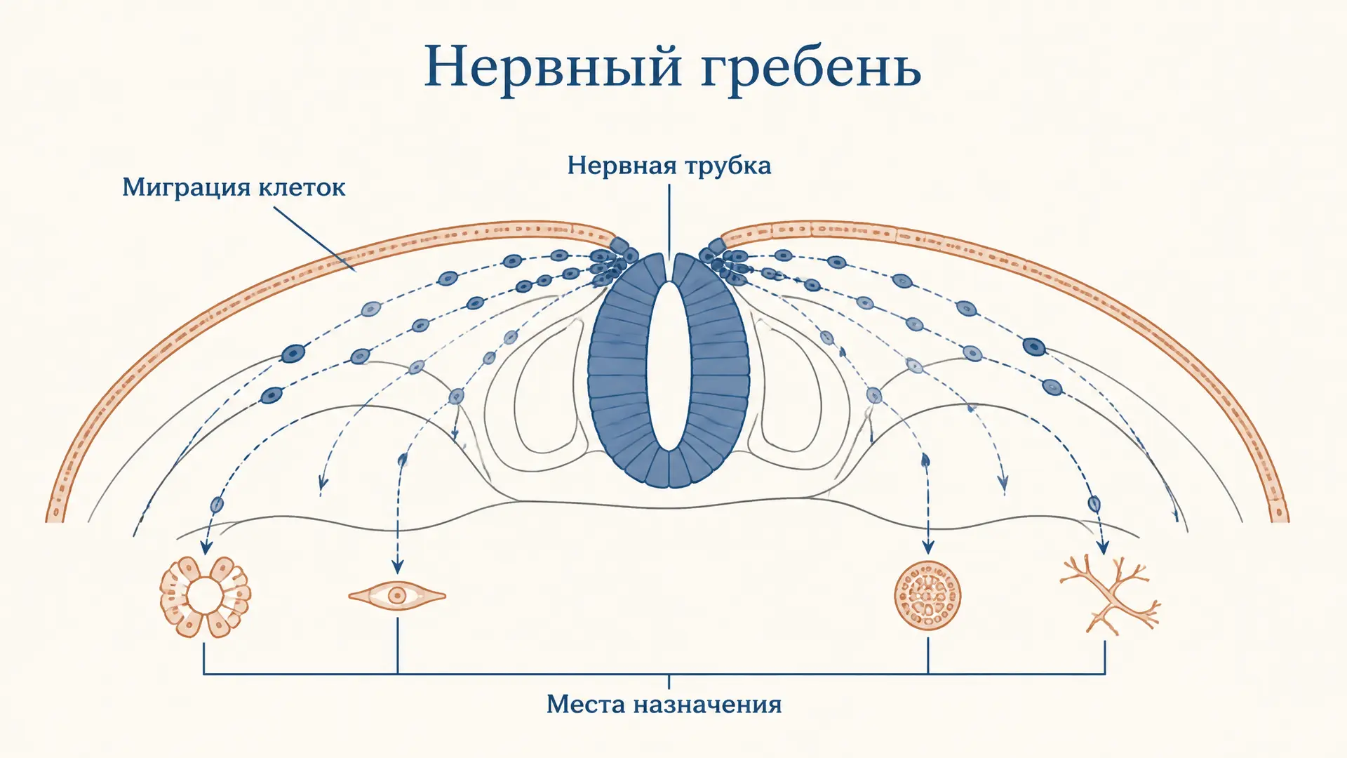 Нервный гребень: миграция клеток и их производные