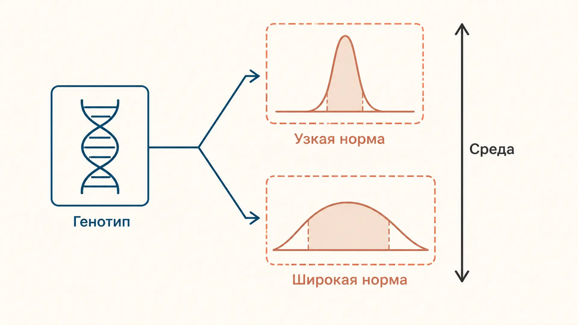 Норма реакции признака: широкая и узкая