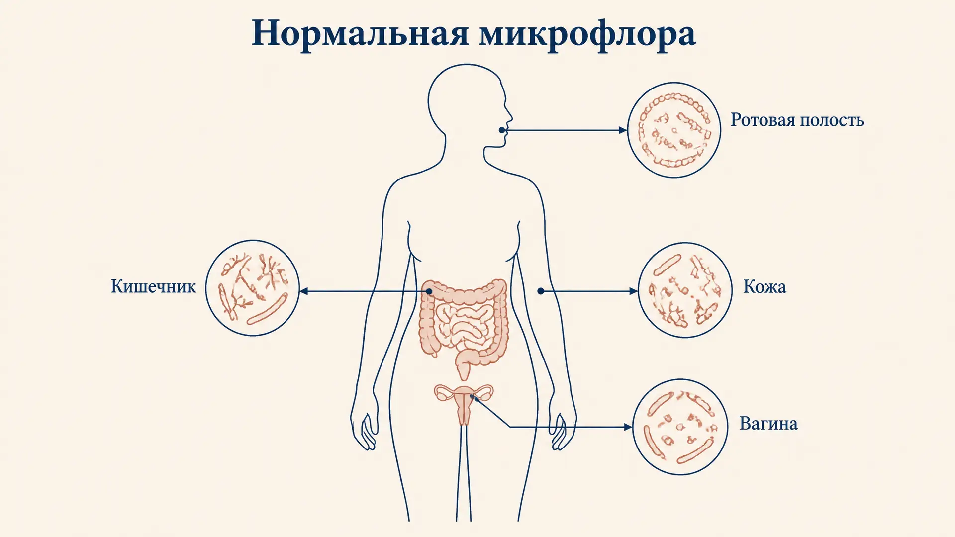 Нормальная микрофлора организма: состав и функции