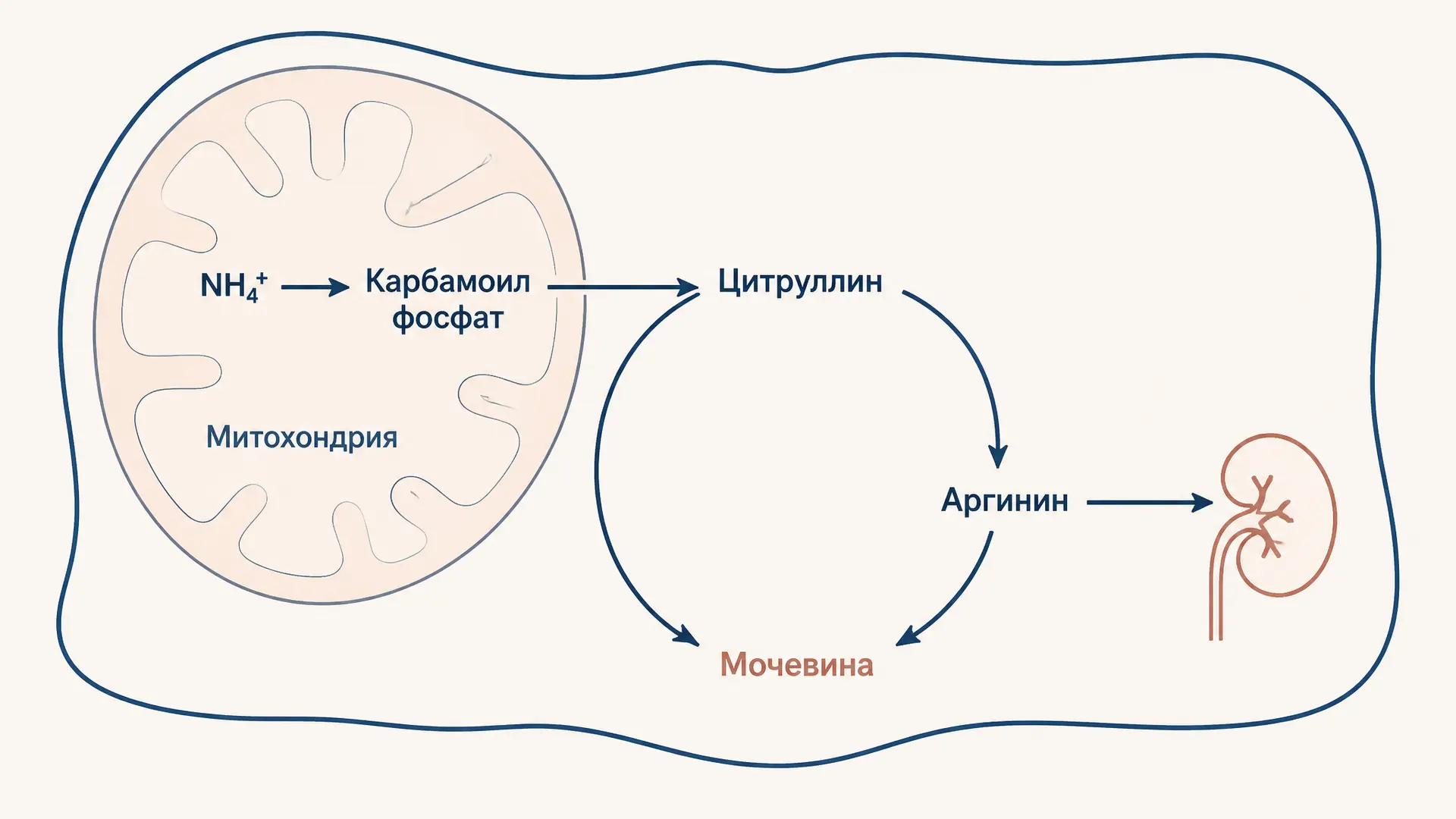 Обезвреживание аммиака: глутамин и цикл мочевины