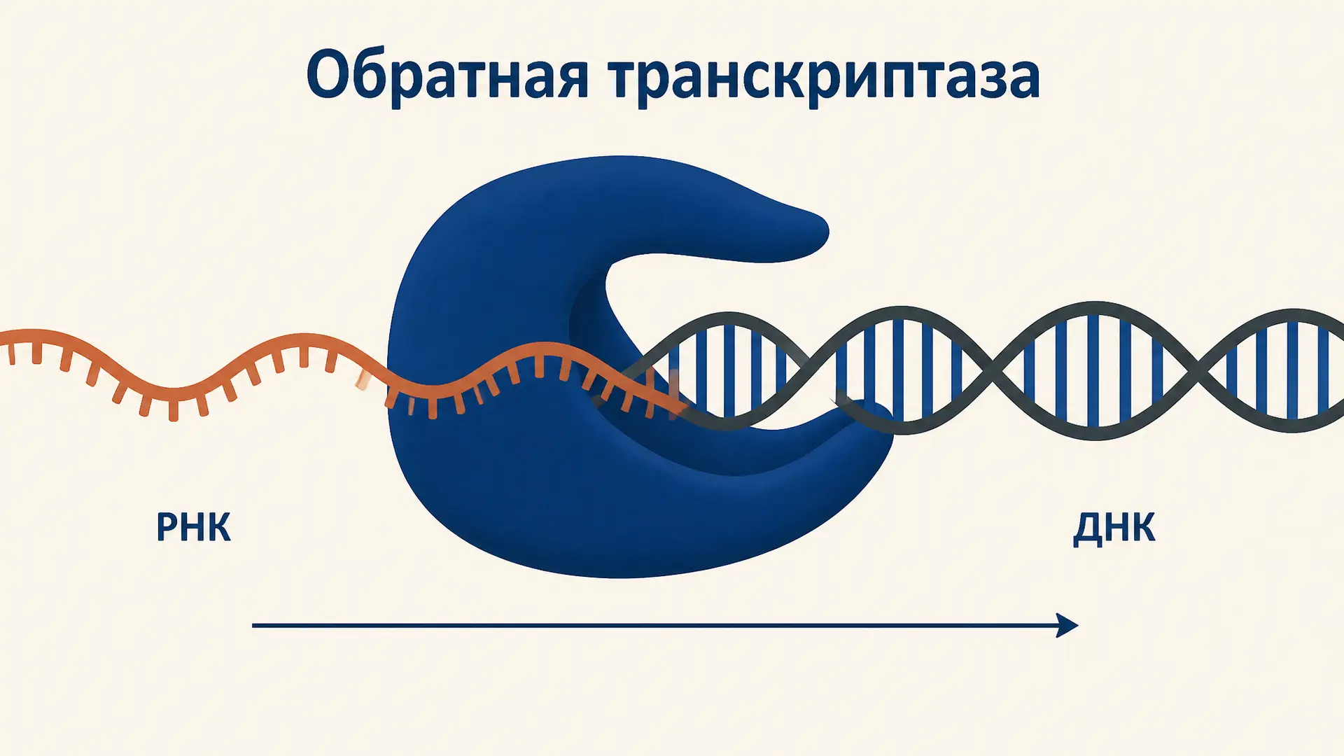 Обратная транскриптаза: механизм работы и строение