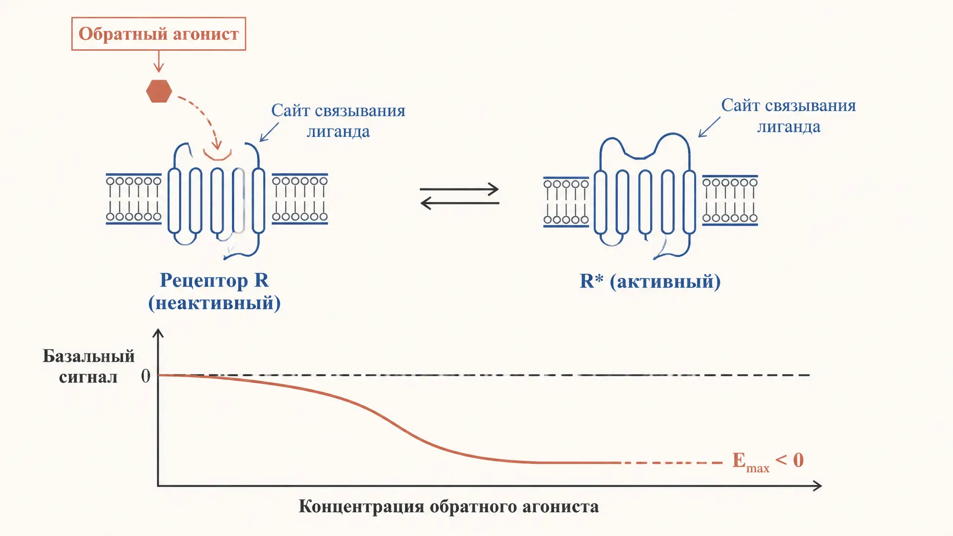 Обратный агонист рецептора: механизм, отличие от антагониста