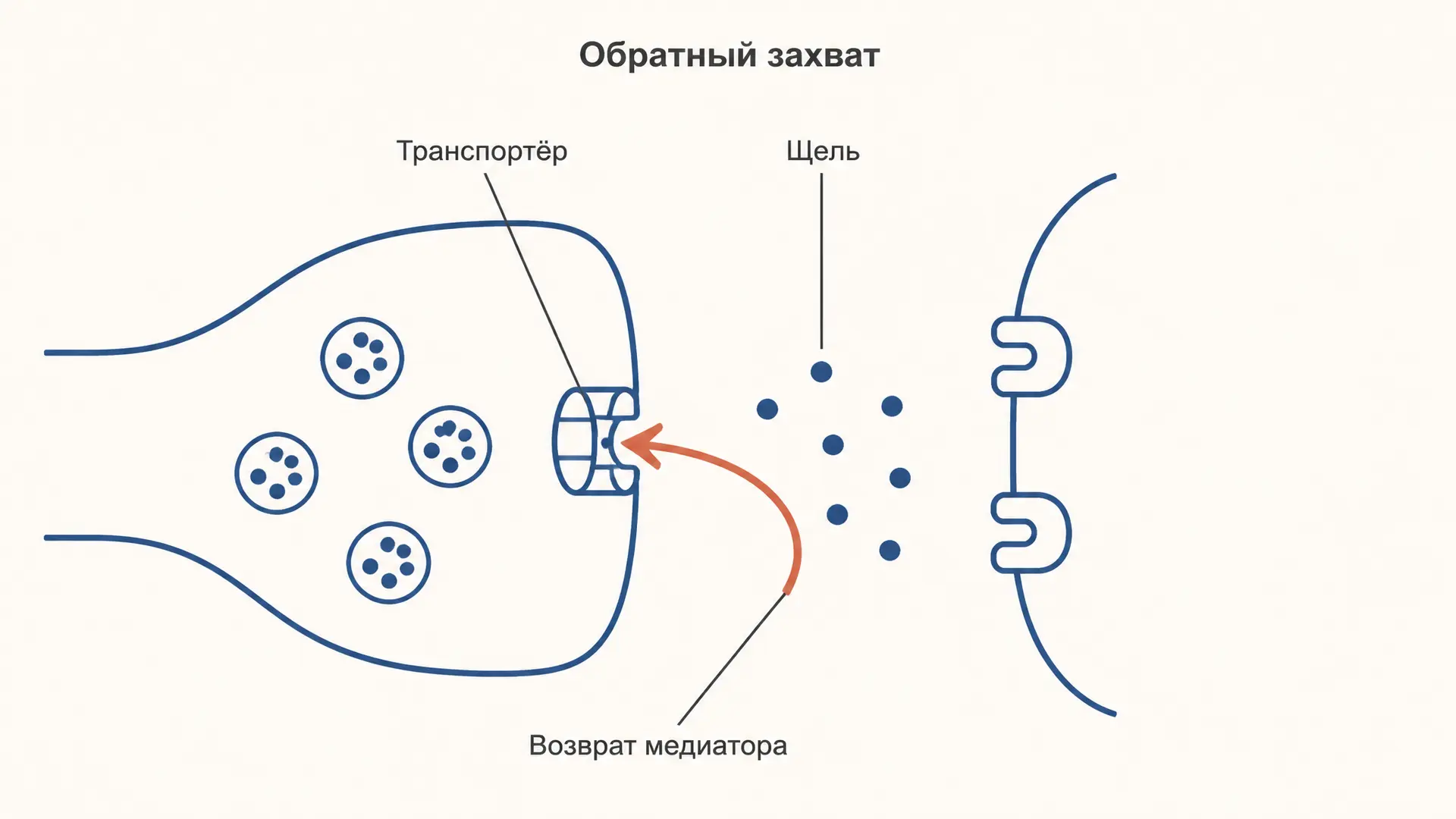 Обратный захват нейромедиатора: транспортёры и лекарства