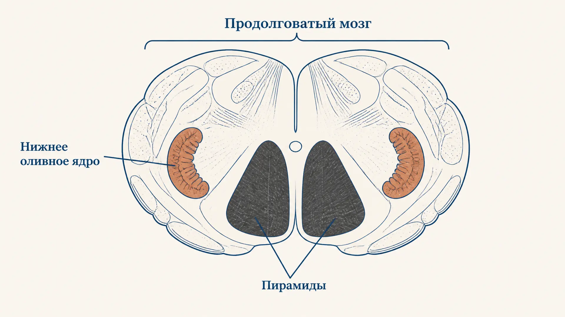 Оливное ядро продолговатого мозга: строение и функции