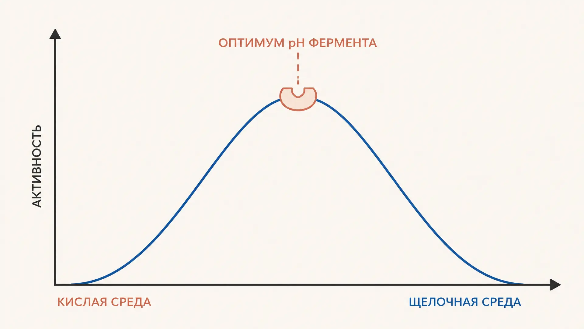 Оптимум pH фермента: почему активность меняется