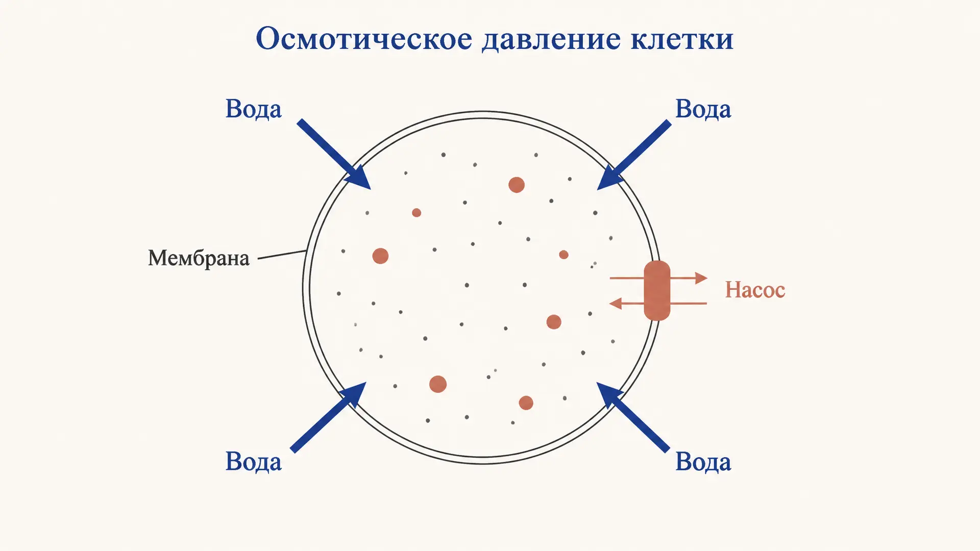 Осмотическое давление клетки: почему она не лопается