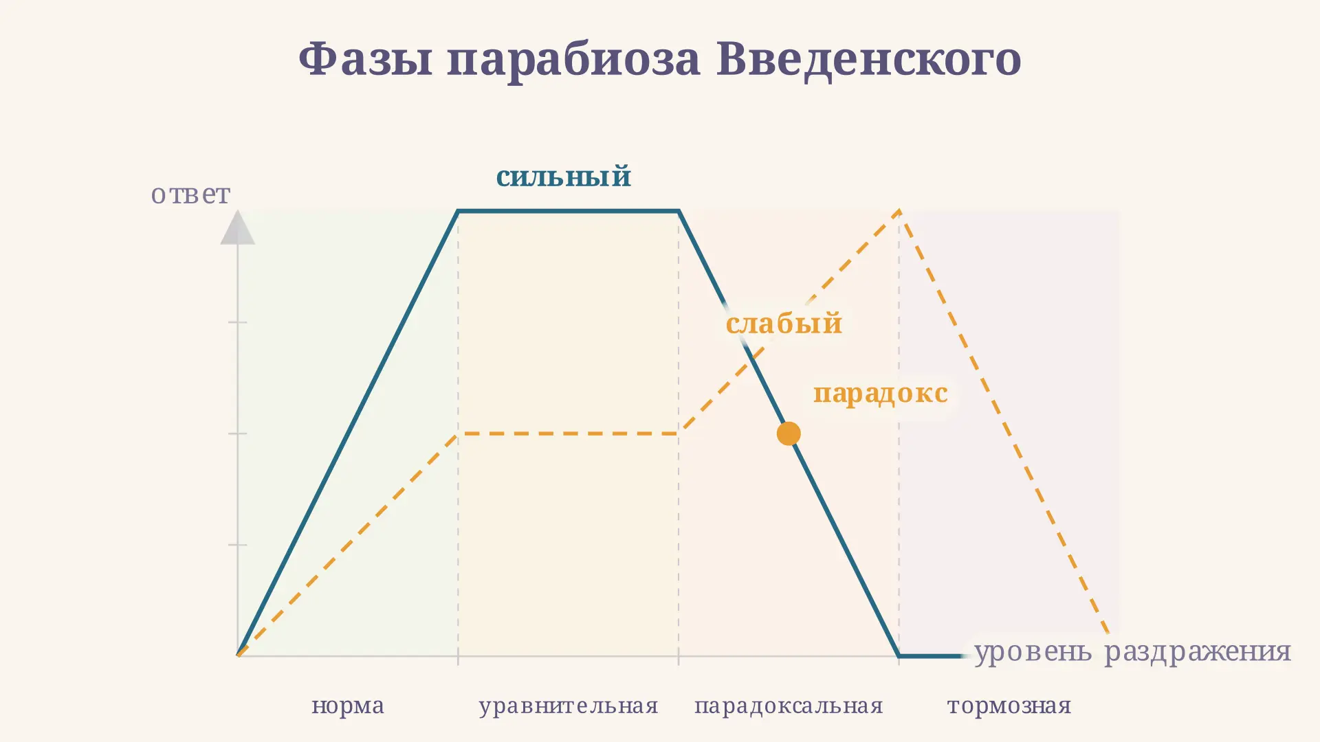 Парабиоз Введенского: три фазы и механизм