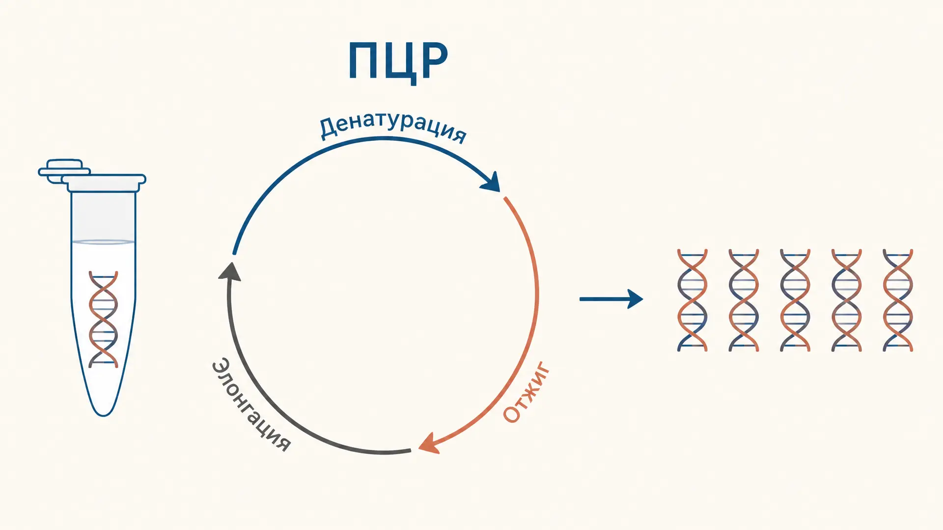 ПЦР: принцип метода и три этапа цикла