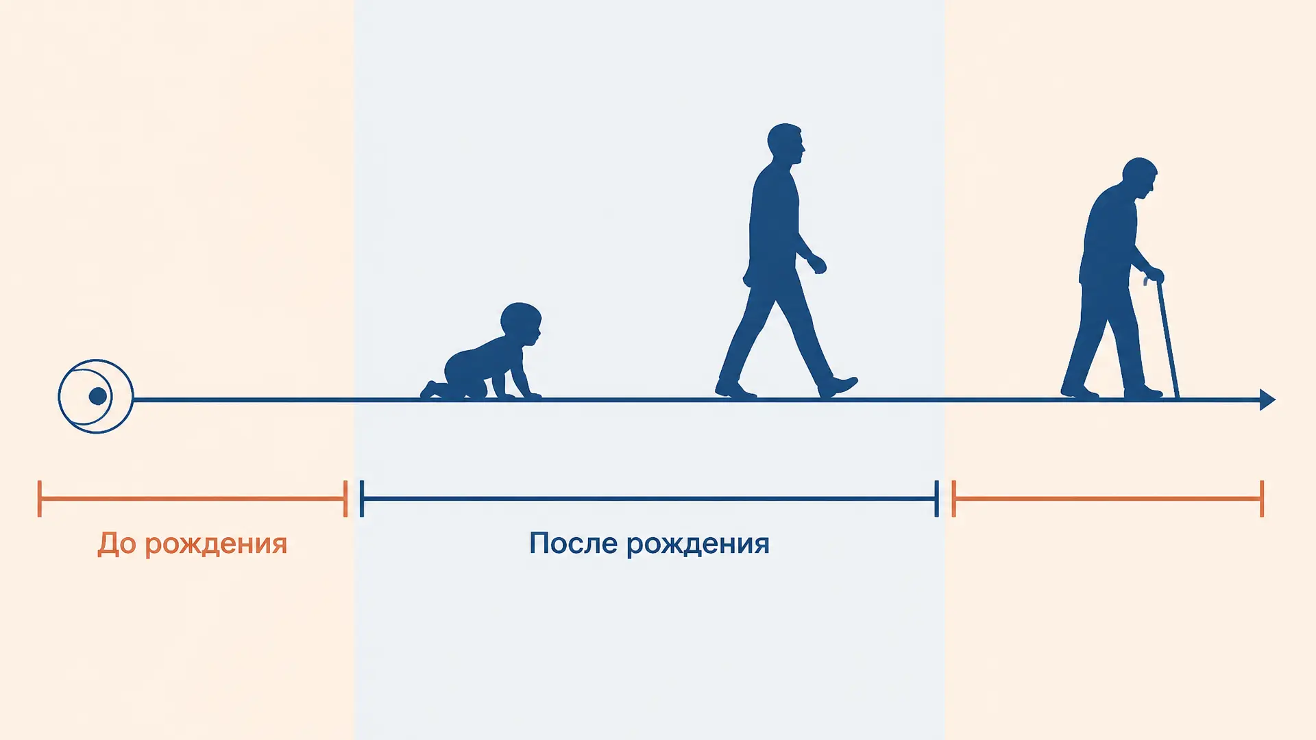 Периодизация онтогенеза человека