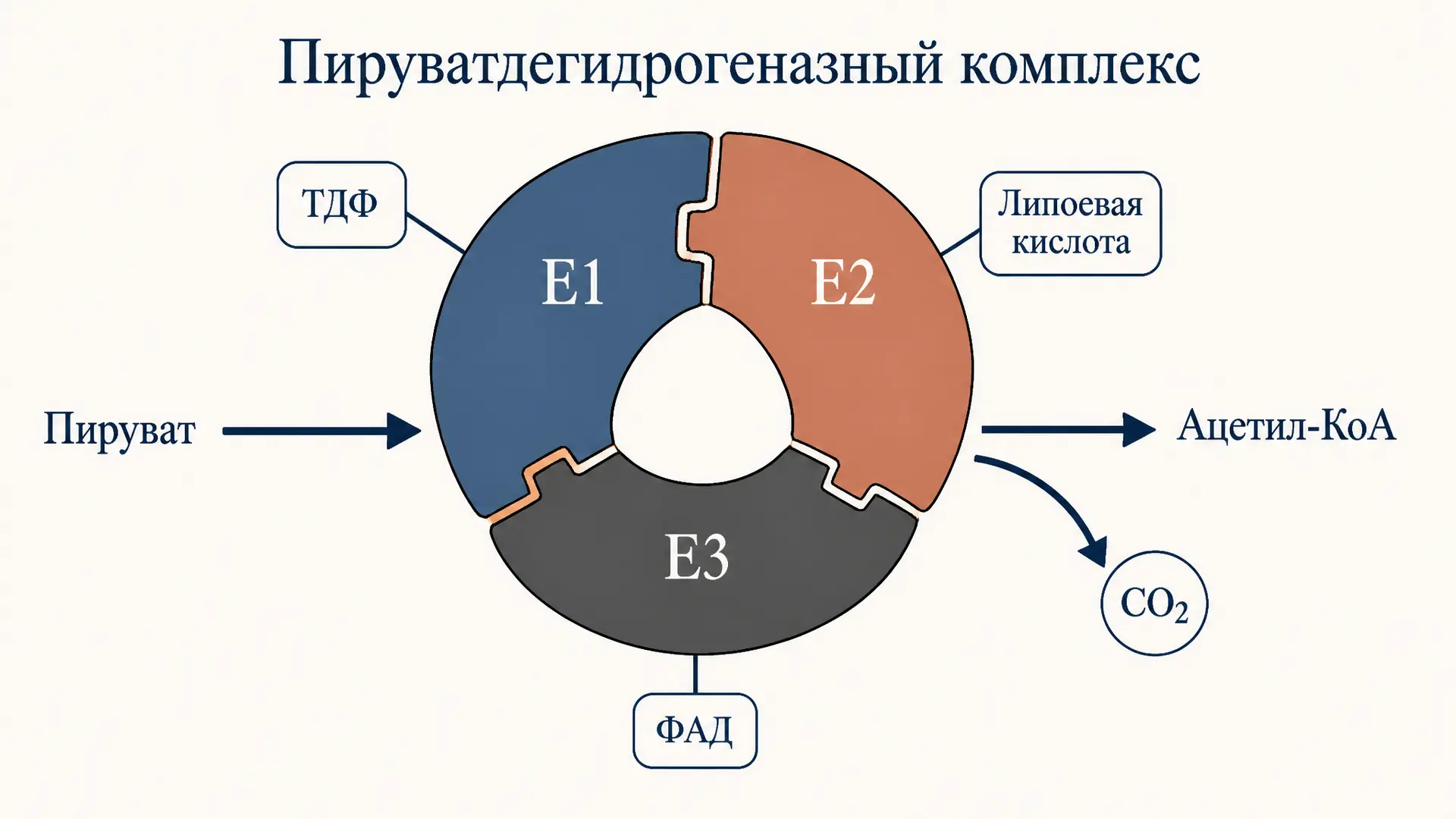 Пируватдегидрогеназный комплекс: коферменты и витамины