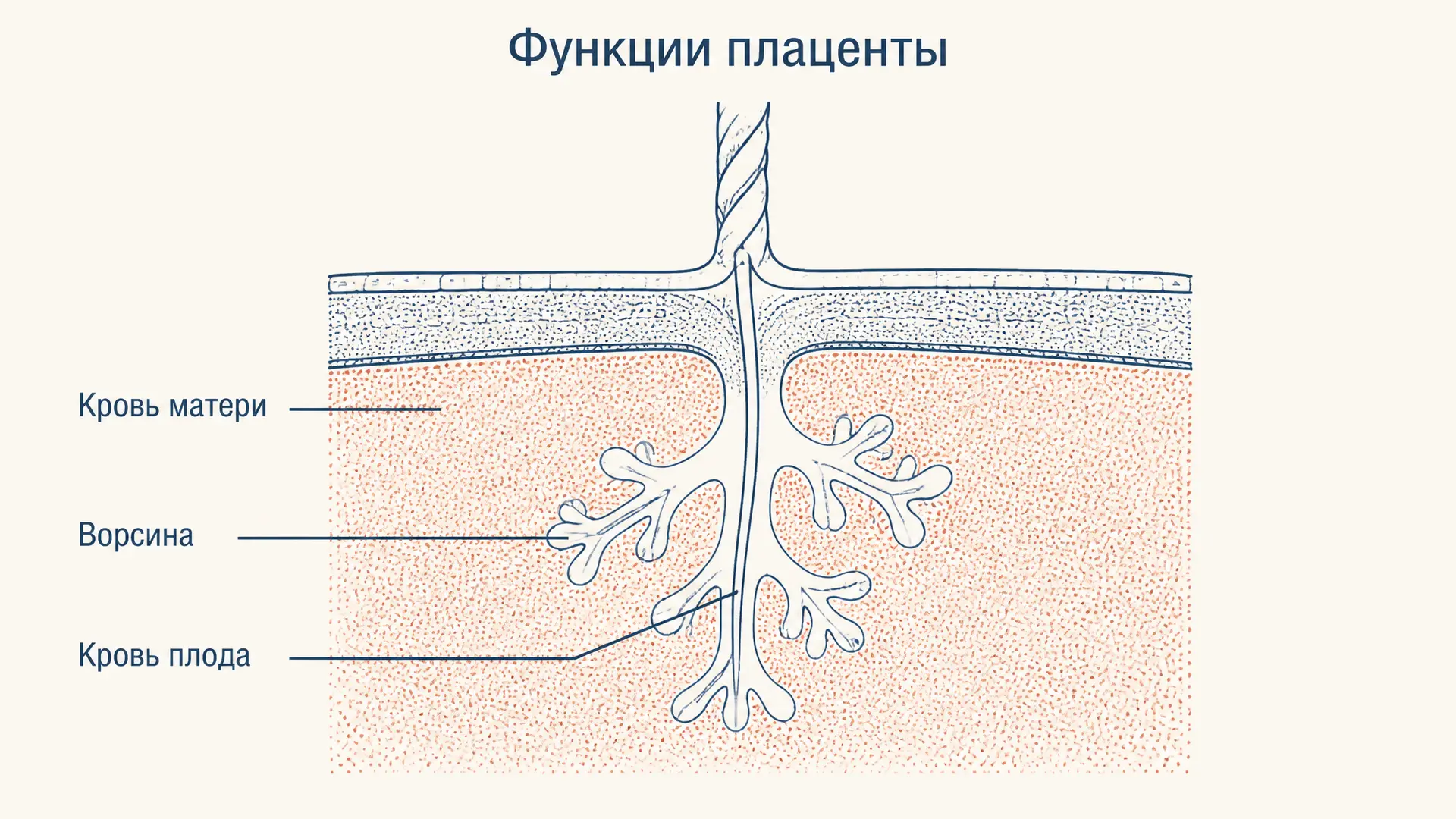Плацента: функции, строение и барьер между кровью