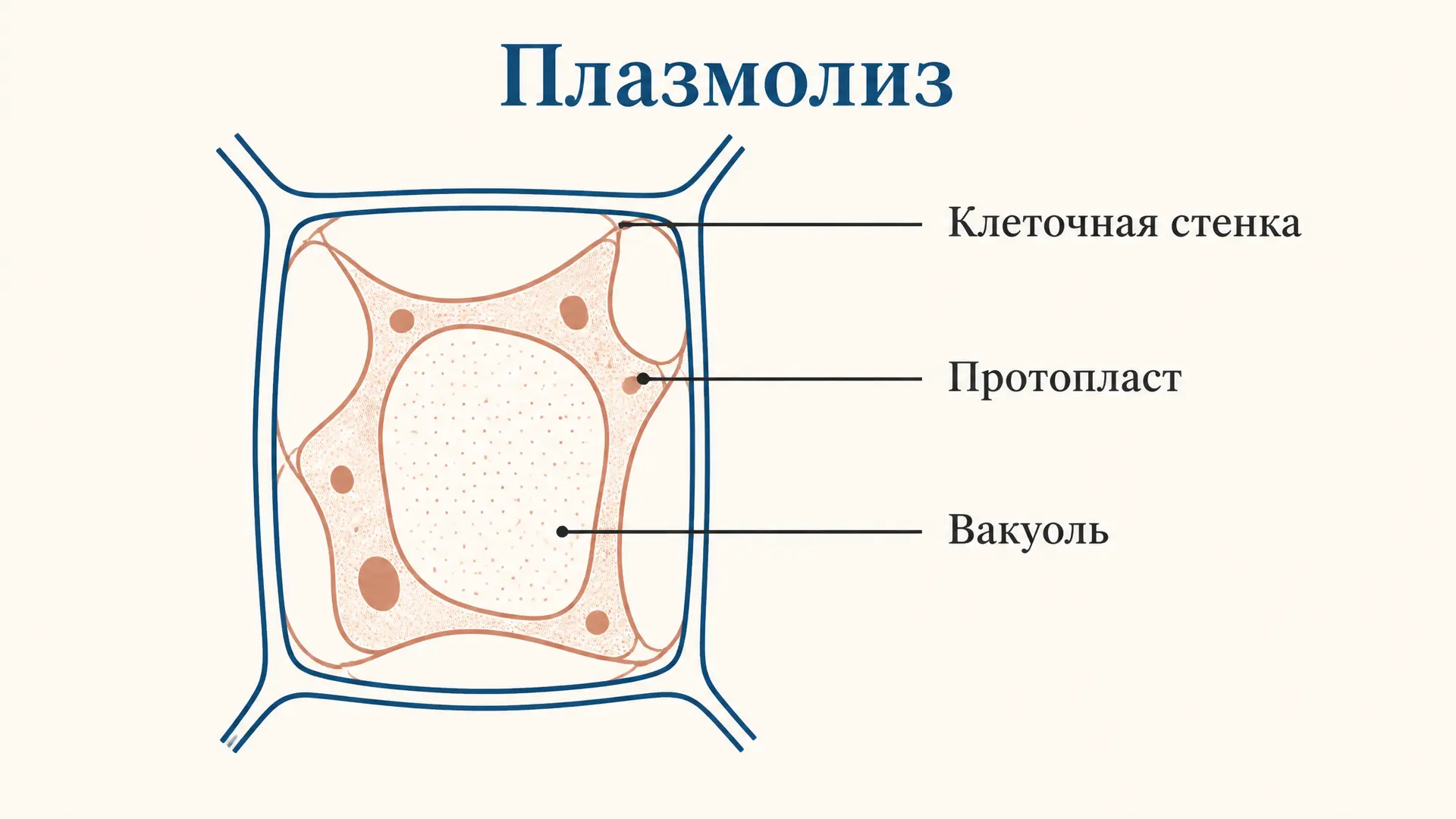 Плазмолиз и деплазмолиз клетки: механизм и типы