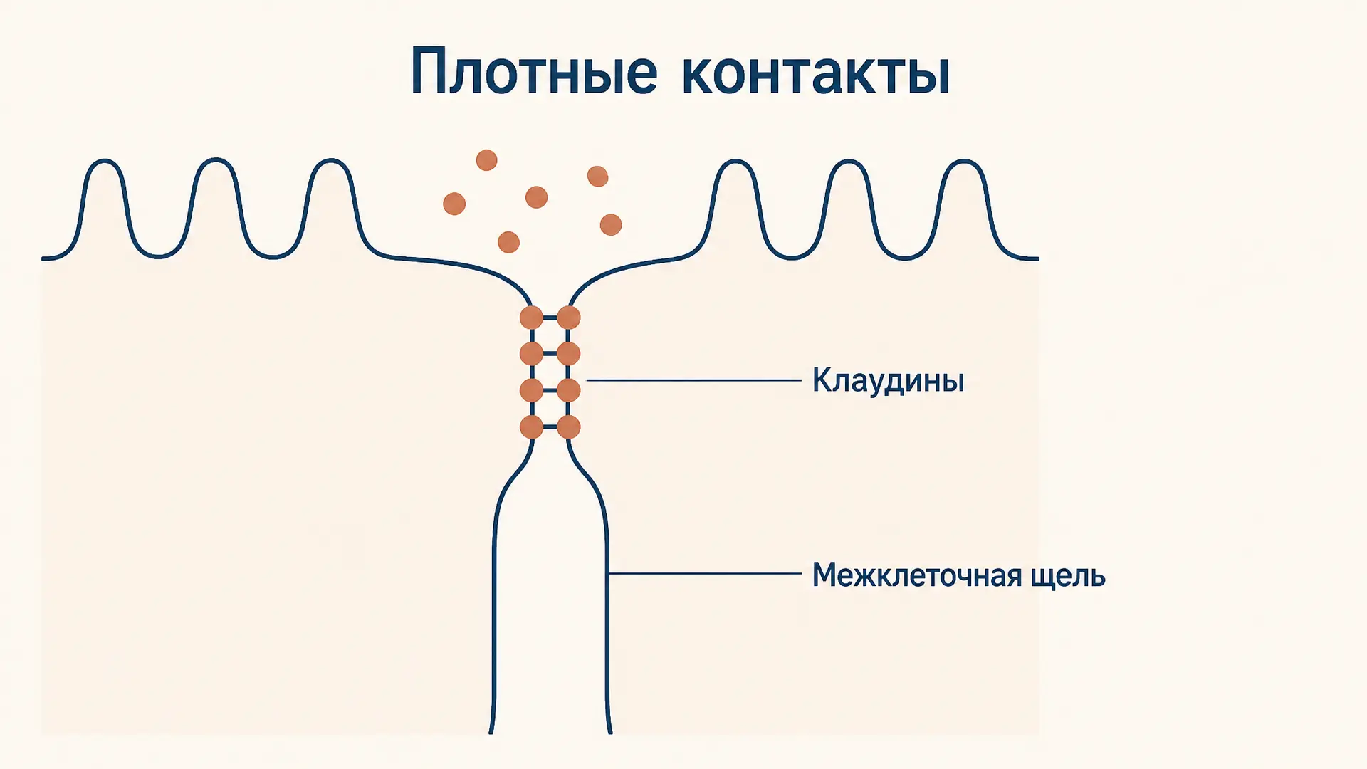 Плотные контакты и клаудины: строение и функции