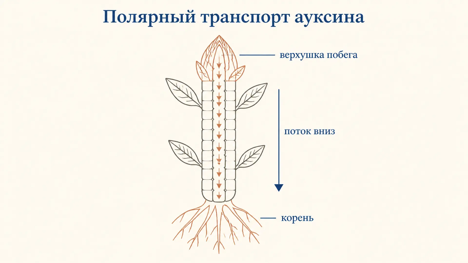 Полярный транспорт ауксина: механизм и белки PIN