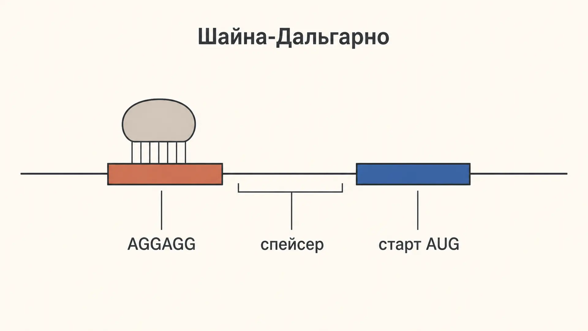 Последовательность Шайна-Дальгарно: посадка рибосомы