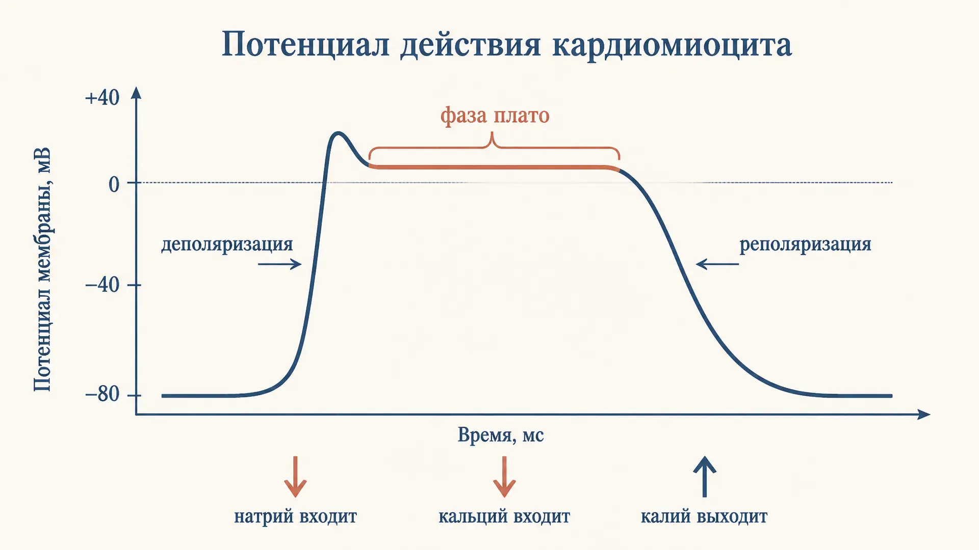 Потенциал действия кардиомиоцита: фаза плато