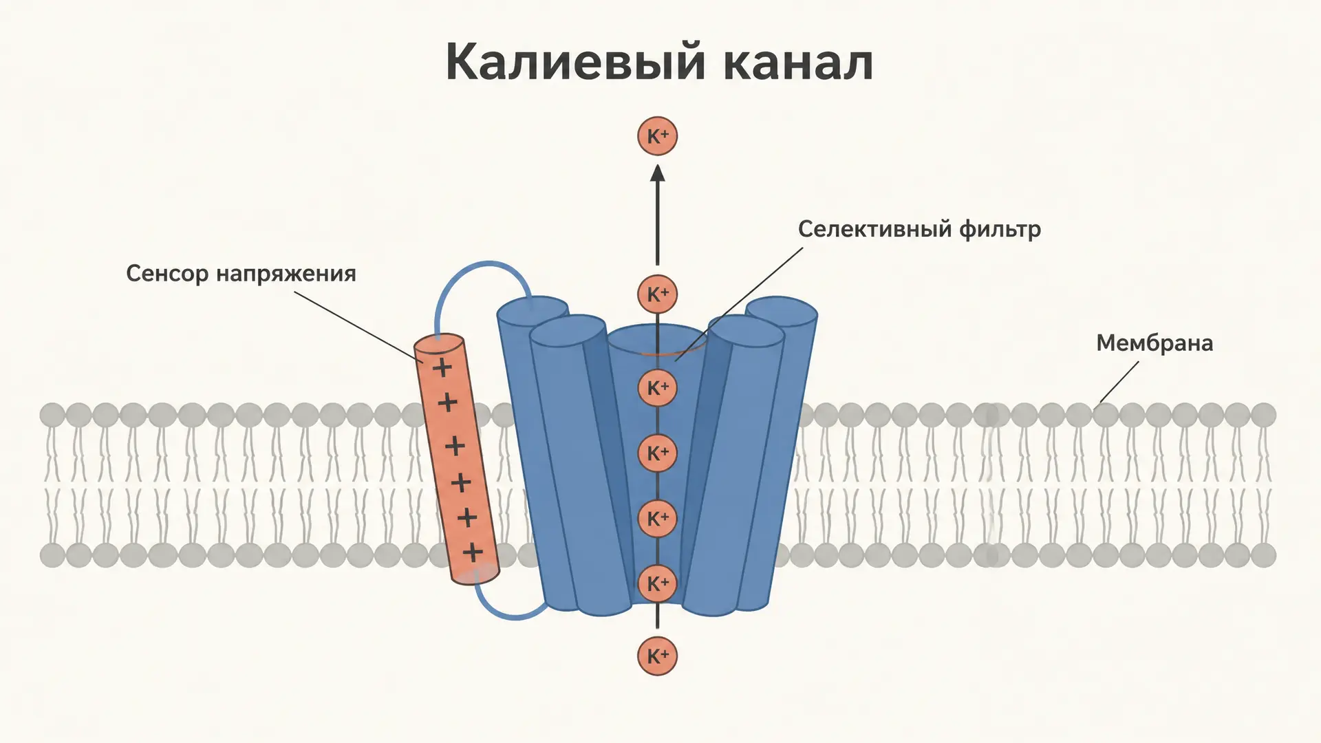Потенциалзависимые калиевые каналы: строение и роль