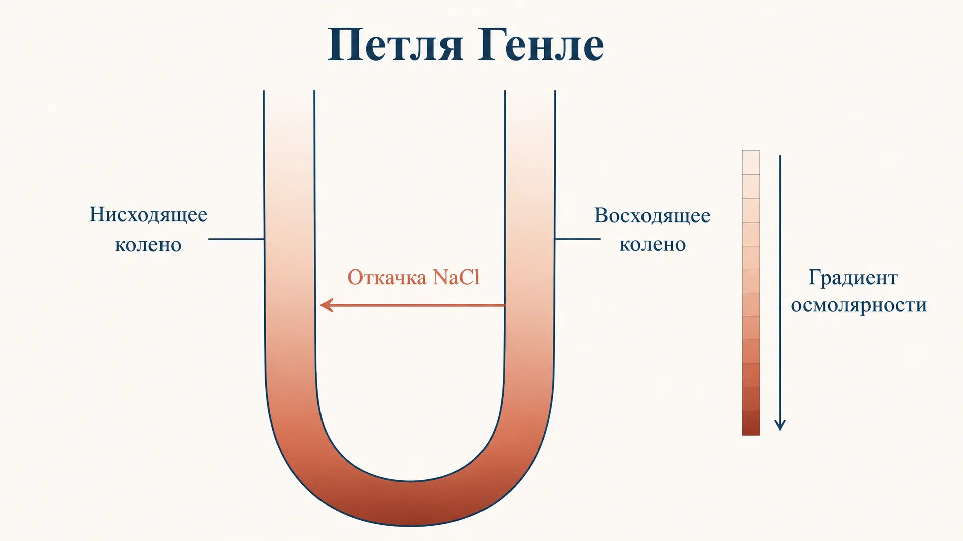 Поворотно-противоточная система петли Генле