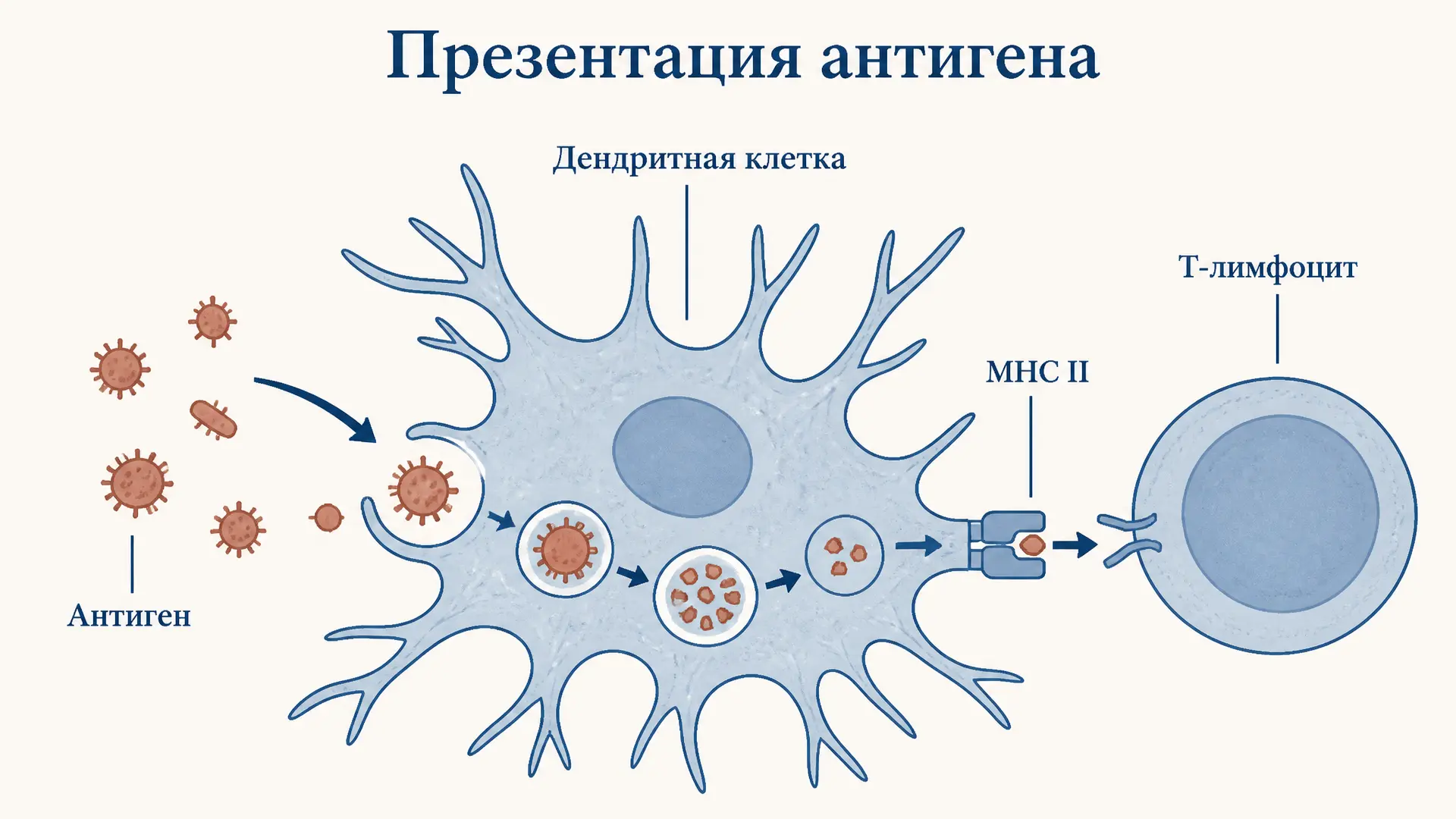 Презентация антигена дендритными клетками: механизм