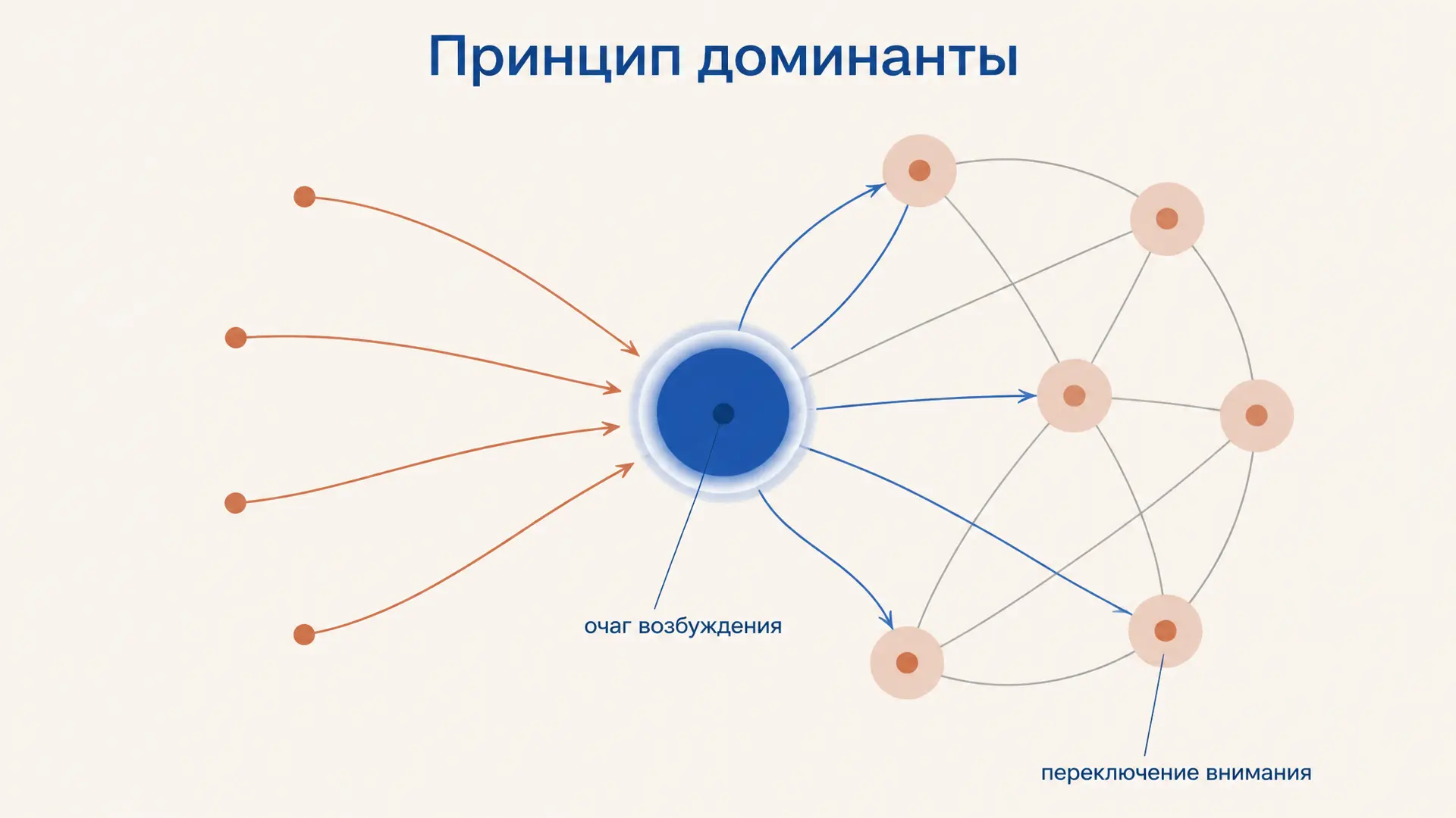 Принцип доминанты Ухтомского: как работает очаг возбуждения