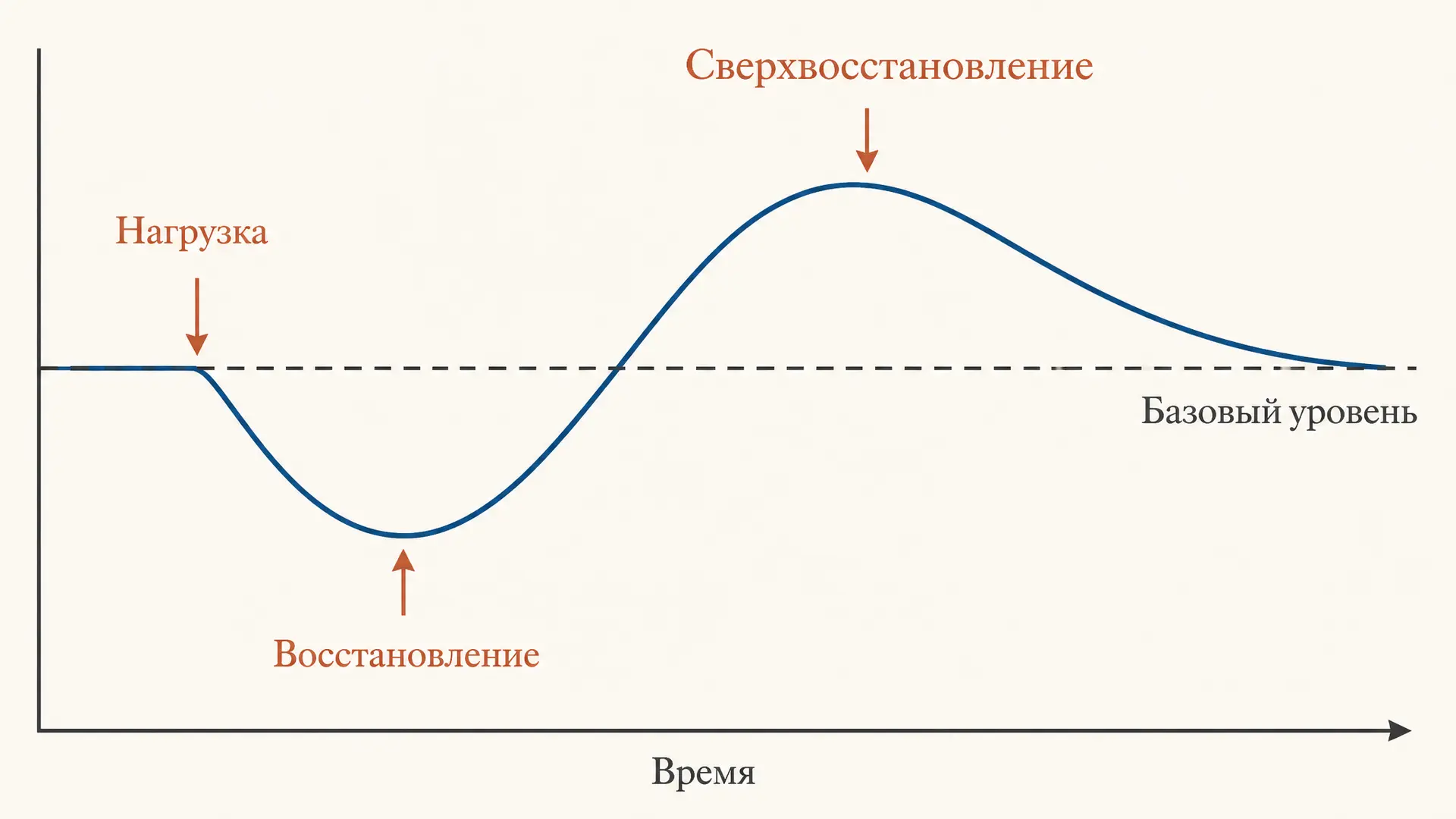 Принцип сверхвосстановления: как растёт тренированность